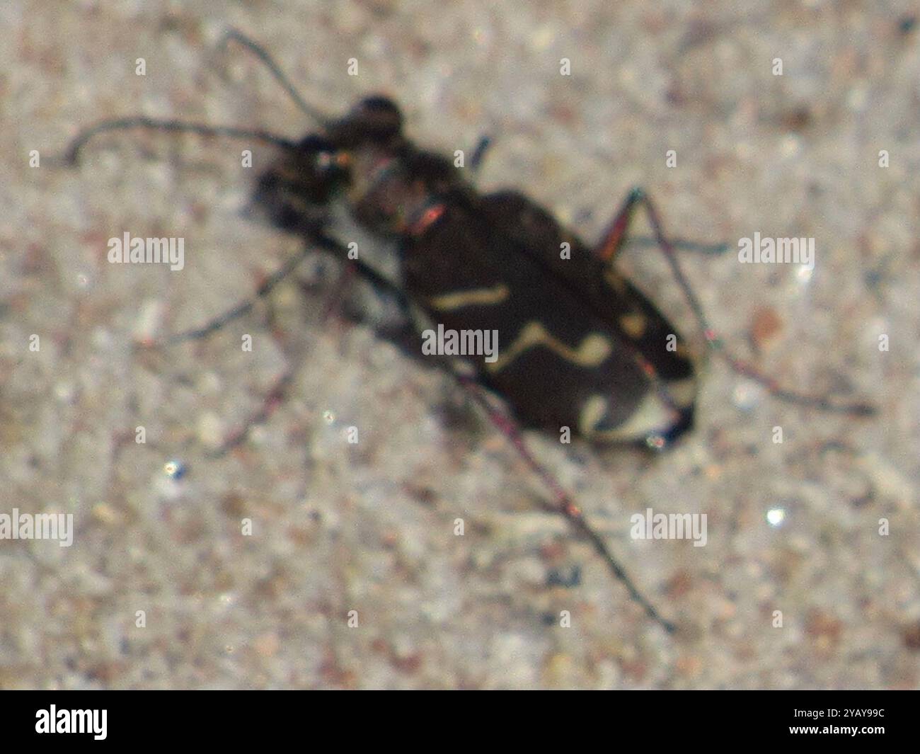 Schräg gesäumter Tigerkäfer (Cicindela tranquebarica) Insecta Stockfoto