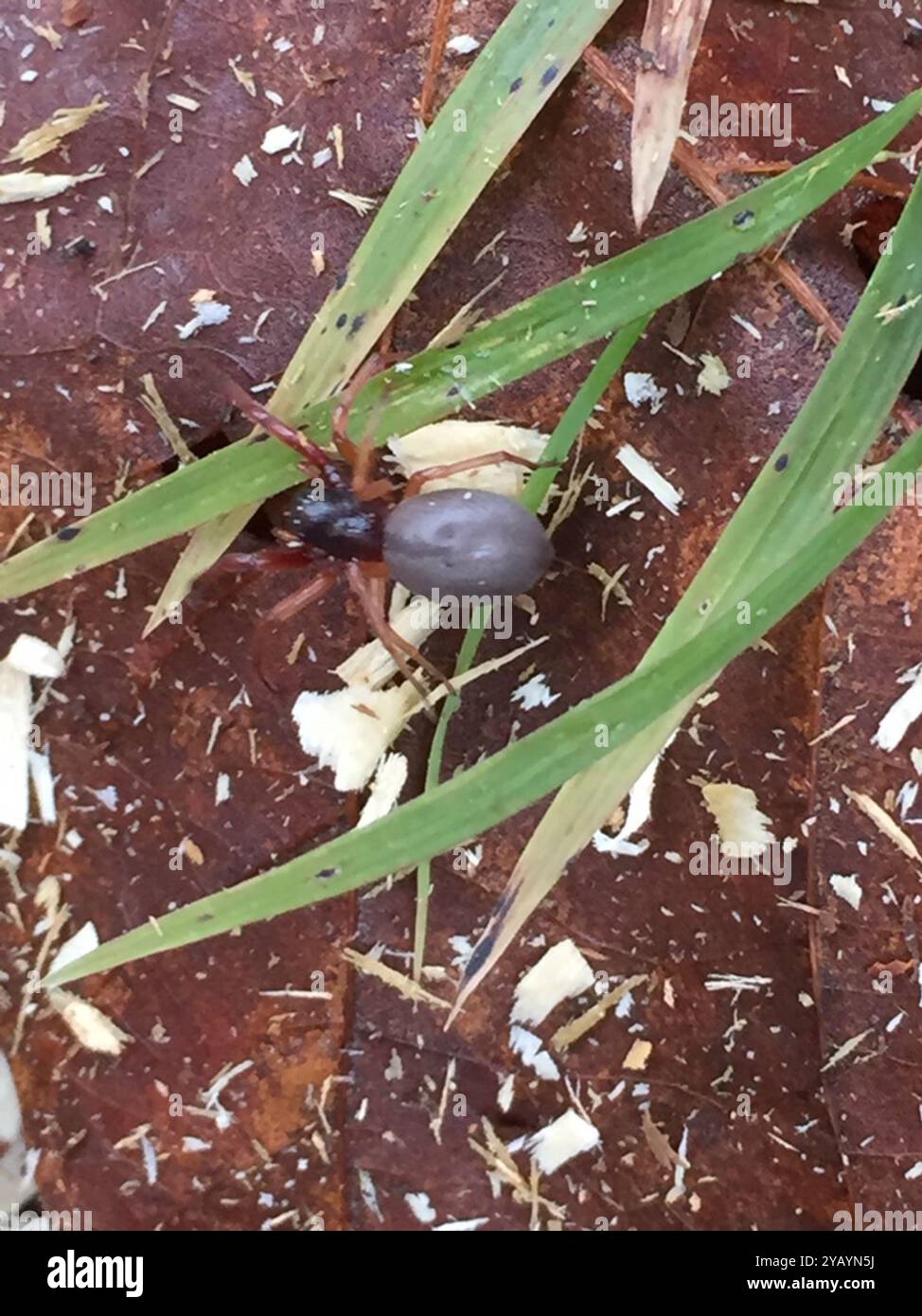Breitgesäumte SAC-Spinne (Trachelas tranquillus) Arachnida Stockfoto