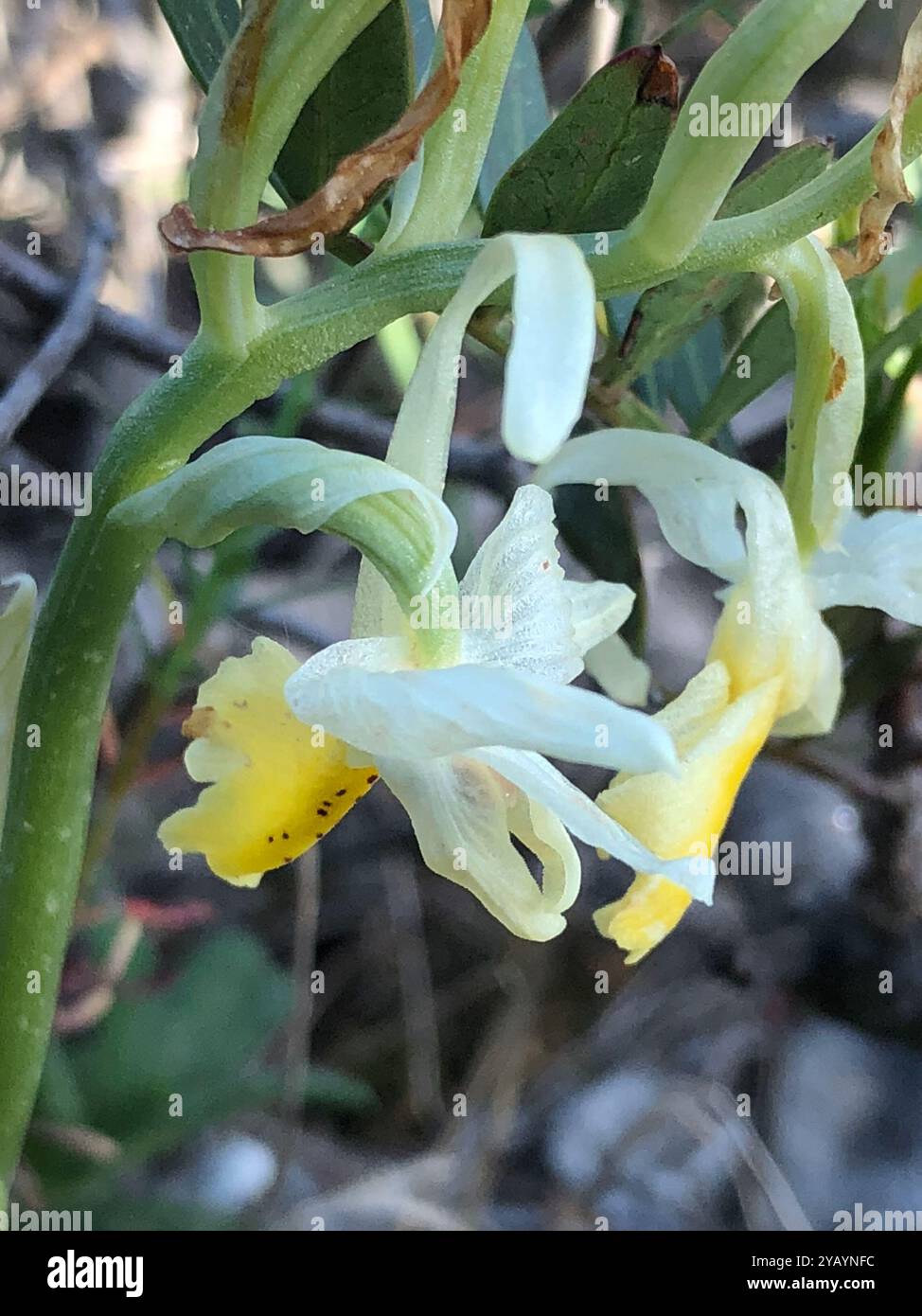 Dünn blühende Orchideen (Orchis pauciflora) Plantae Stockfoto