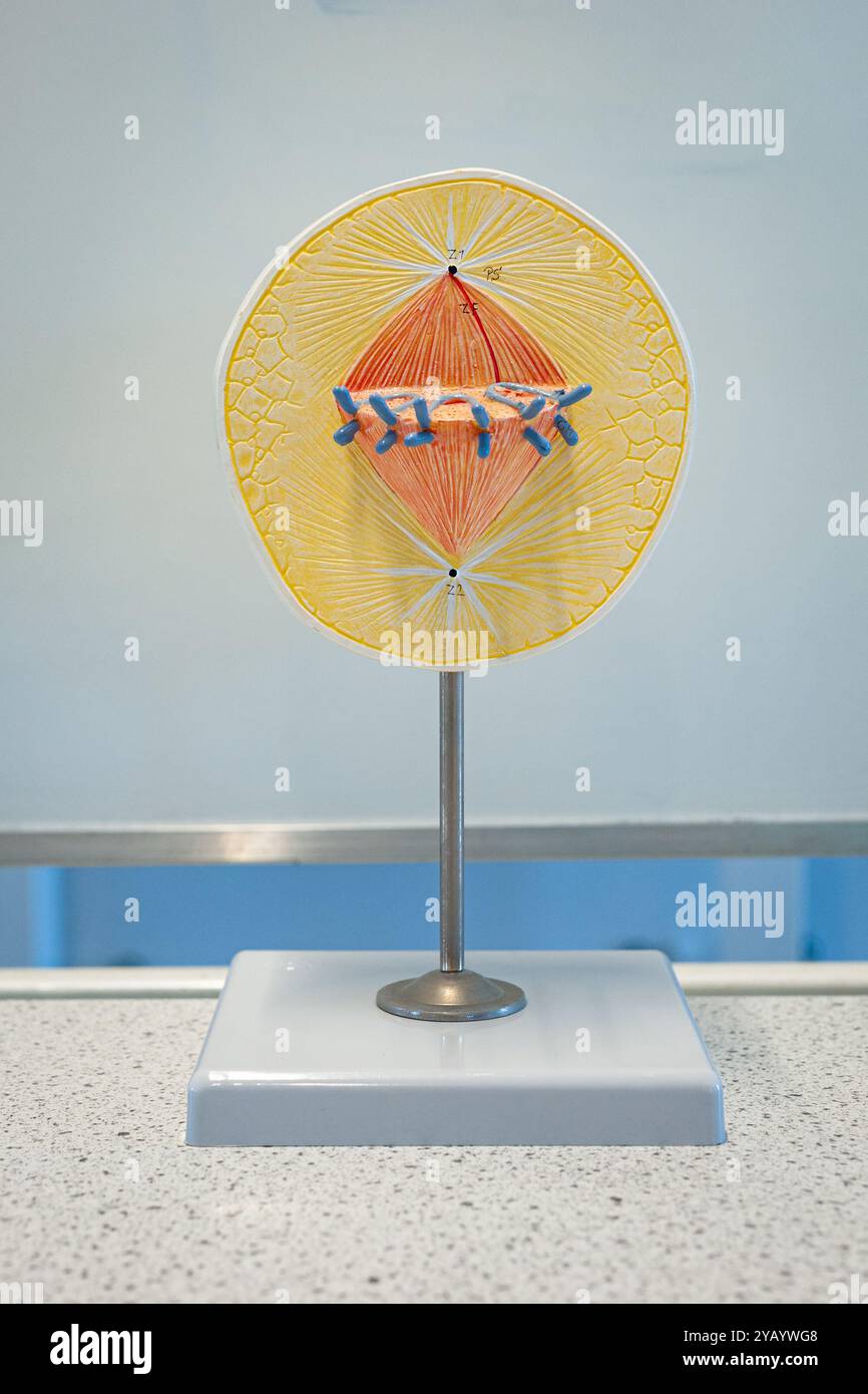 Das plastische Modell der Mitose oder Meiose, die Chromosenteilung. Wird im Biologieunterricht in der Schule verwendet. Stockfoto