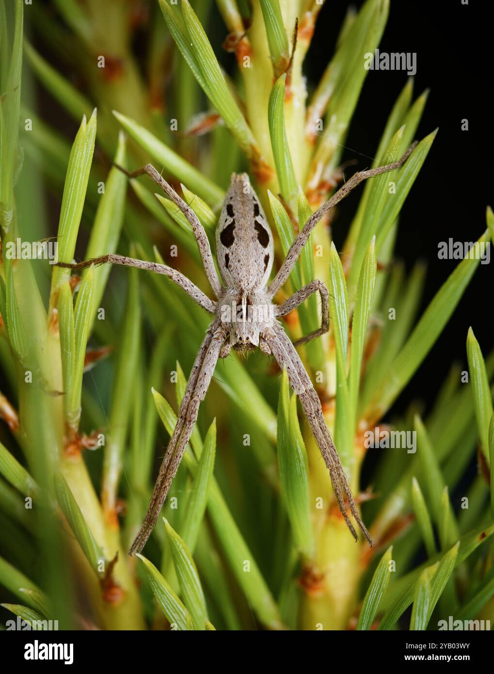 Blick von oben, Makro, Nahaufnahme Einer Baumschule Web Spider, Pisaura mirabilis, ruht auf Foiliage, New Forest UK Stockfoto