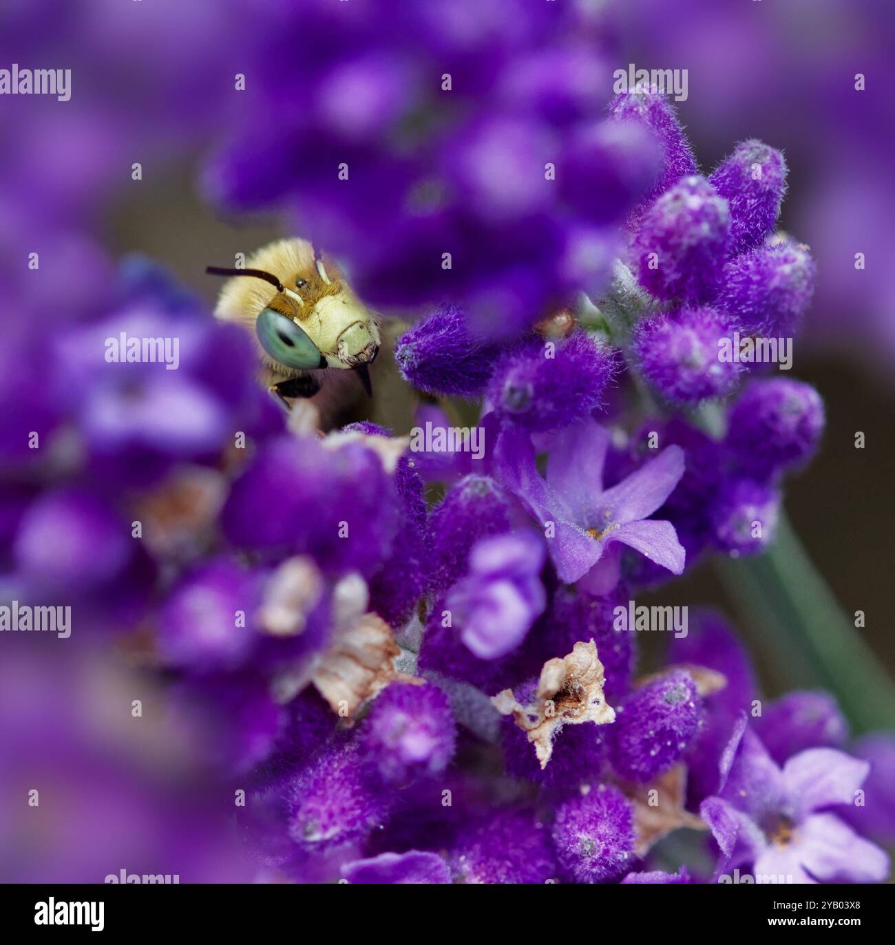 Makro, Nahaufnahme des Gesichts, Kopf Einer männlichen Grünäugigen Blumenbiene, Anthophora bimaculata, die durch Lavendelblumen schaut, Großbritannien Stockfoto