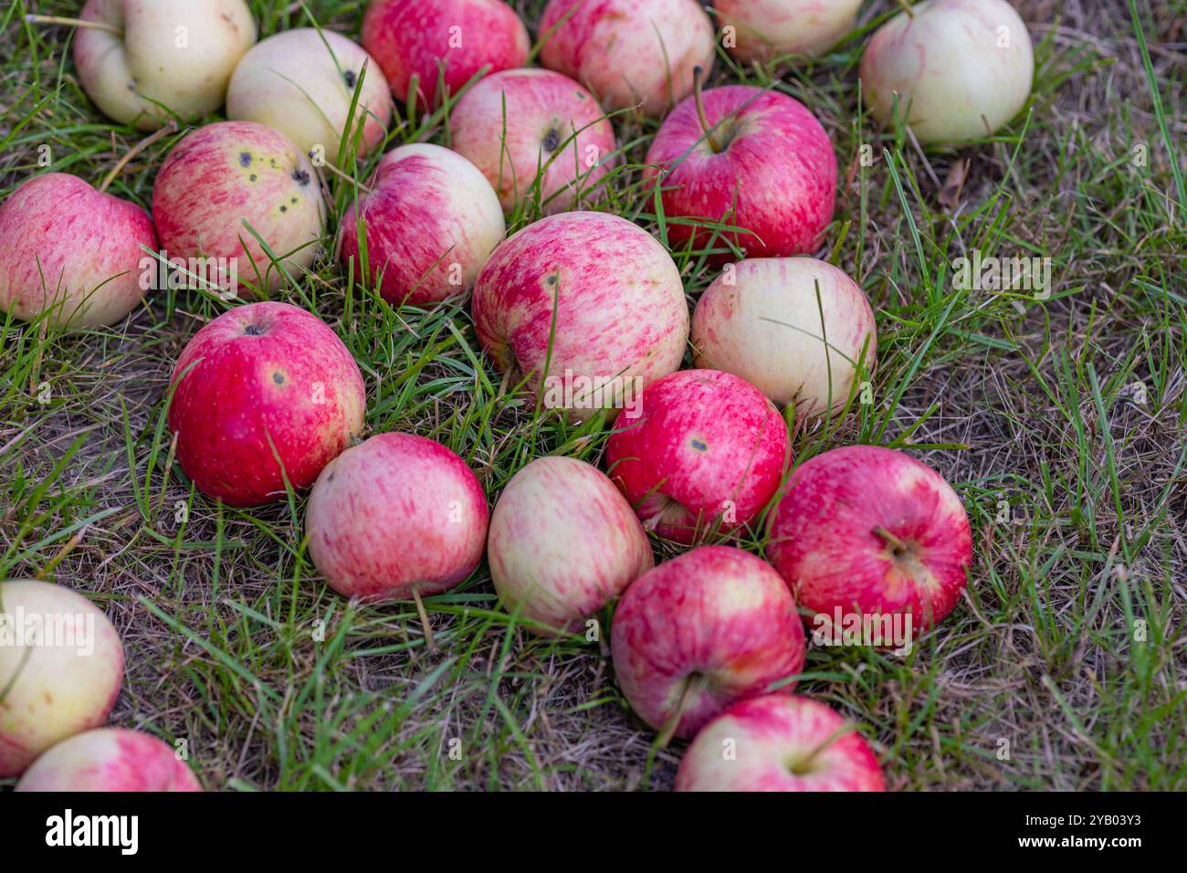 Frisch geerntete rote Äpfel, die am Spätsommertag auf dem Gras in einem Obstgarten verstreut sind. Konzept der ökologischen Obsternte, Landwirtschaft und saisonalen Landwirtschaft Stockfoto