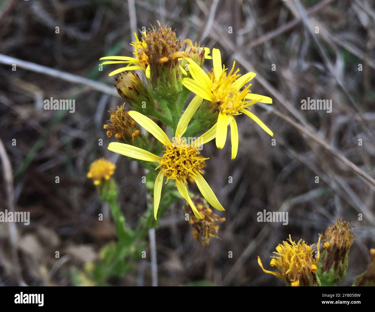 Falsche yellowhead (Dittrichia viscosa) Plantae Stockfoto