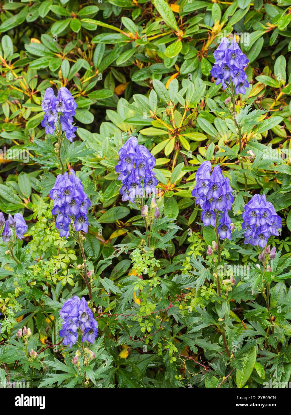 Hohe Stacheln gefüllt mit blauen Kapuzenblumen der giftigen herbstblühenden Stauden Aconitum carmichaelii Stockfoto