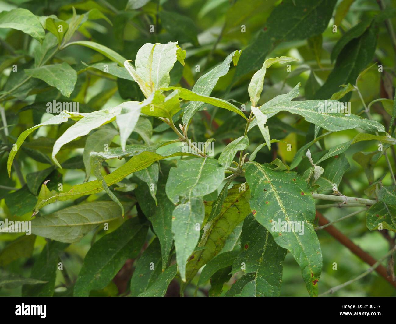 Asiatischer Schmetterlingsstrauch (Buddleja asiatica) Plantae Stockfoto