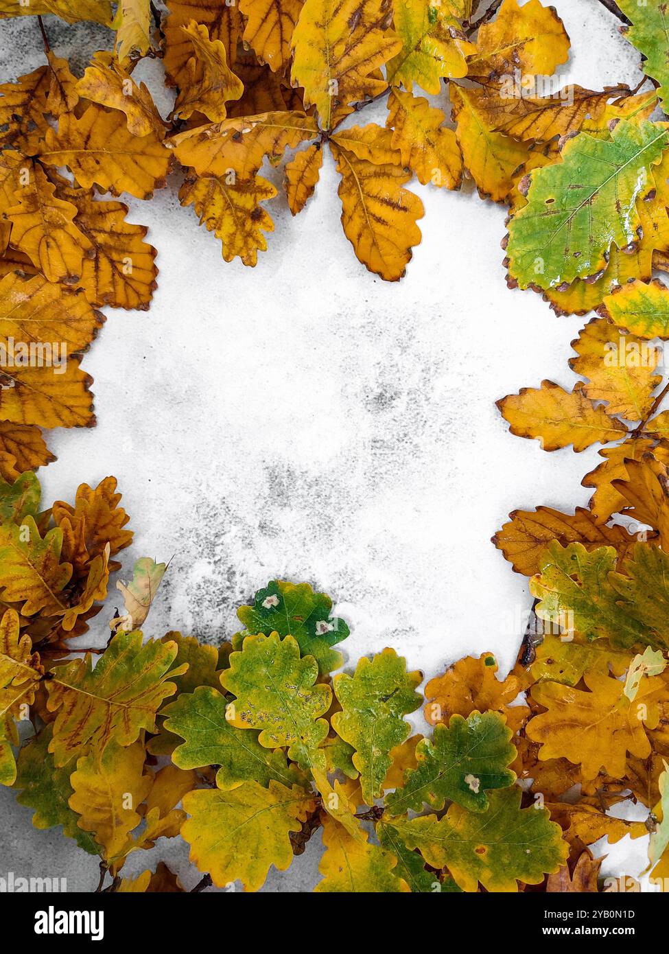 Herbstecke Marmorhintergrund mit orangefarbenen, braunen und gelben Herbsteichenblättern. Herbstlicher Rahmen. Bunte Herbstblätter isoliert auf Grau Stockfoto