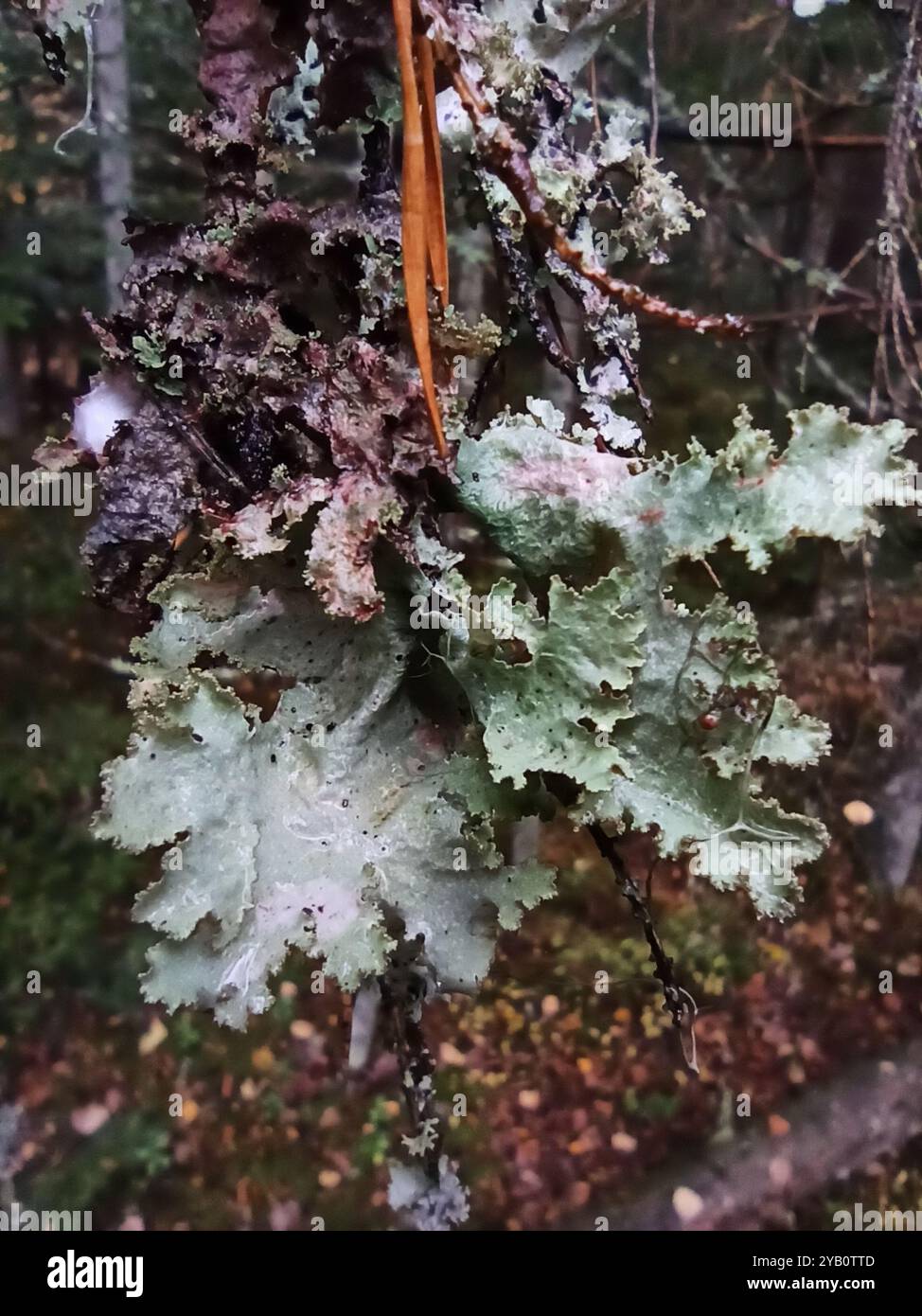 Verschiedene Ragenflechten (Platismatia glauca) Pilze Stockfoto