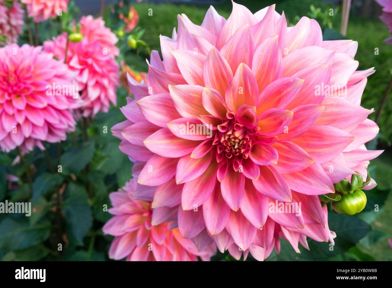 Dahlia 'Mrs. Swanee Hunt' attraktive Blumen, Schnittpflanze Stockfoto