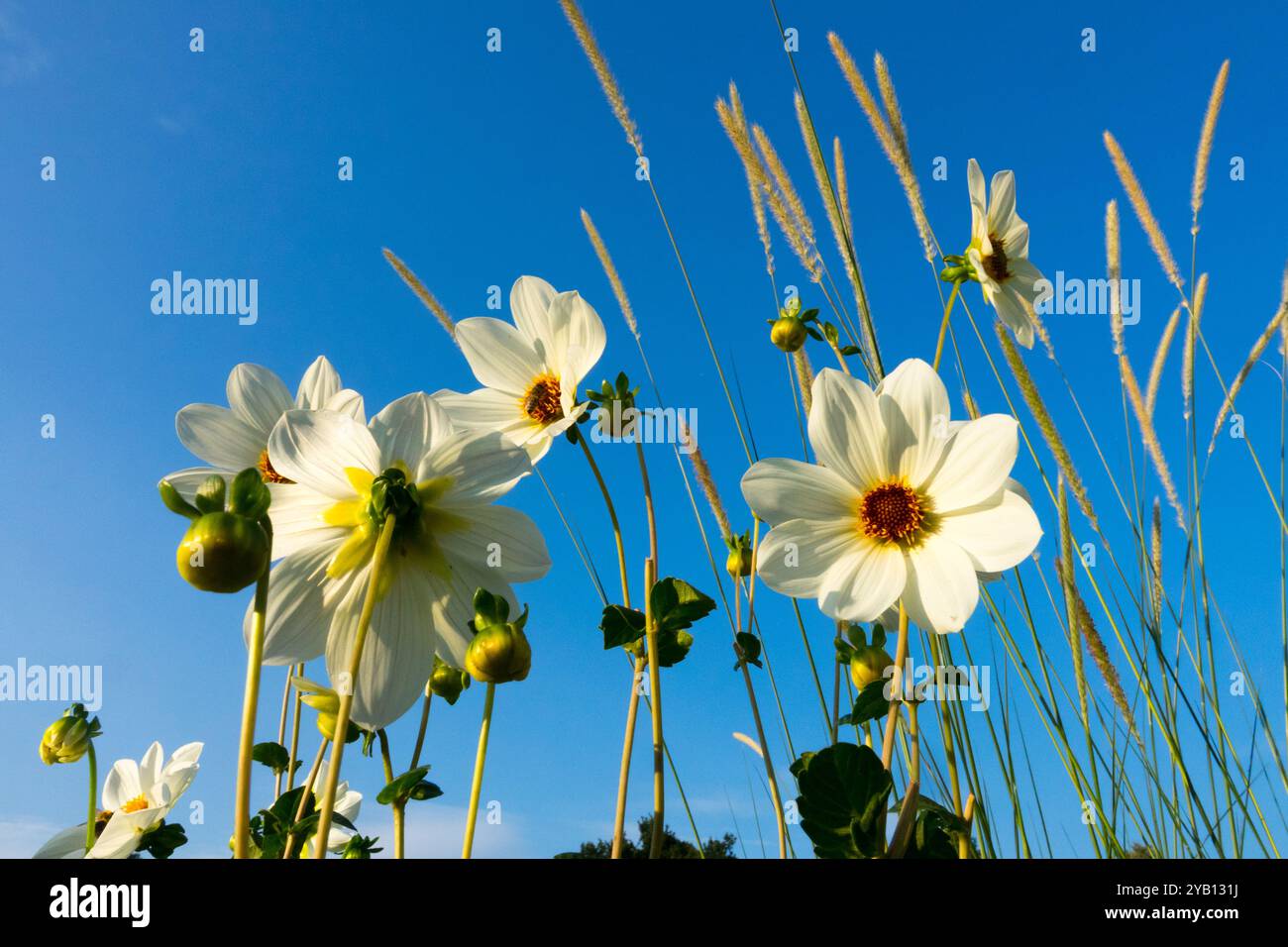 Garden White Dahlia 'Atlantis' Spätsommer Frühherbst September Stockfoto