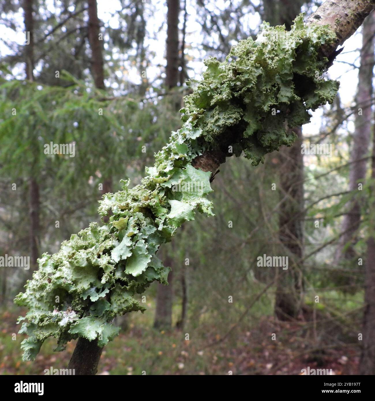 Verschiedene Ragenflechten (Platismatia glauca) Pilze Stockfoto