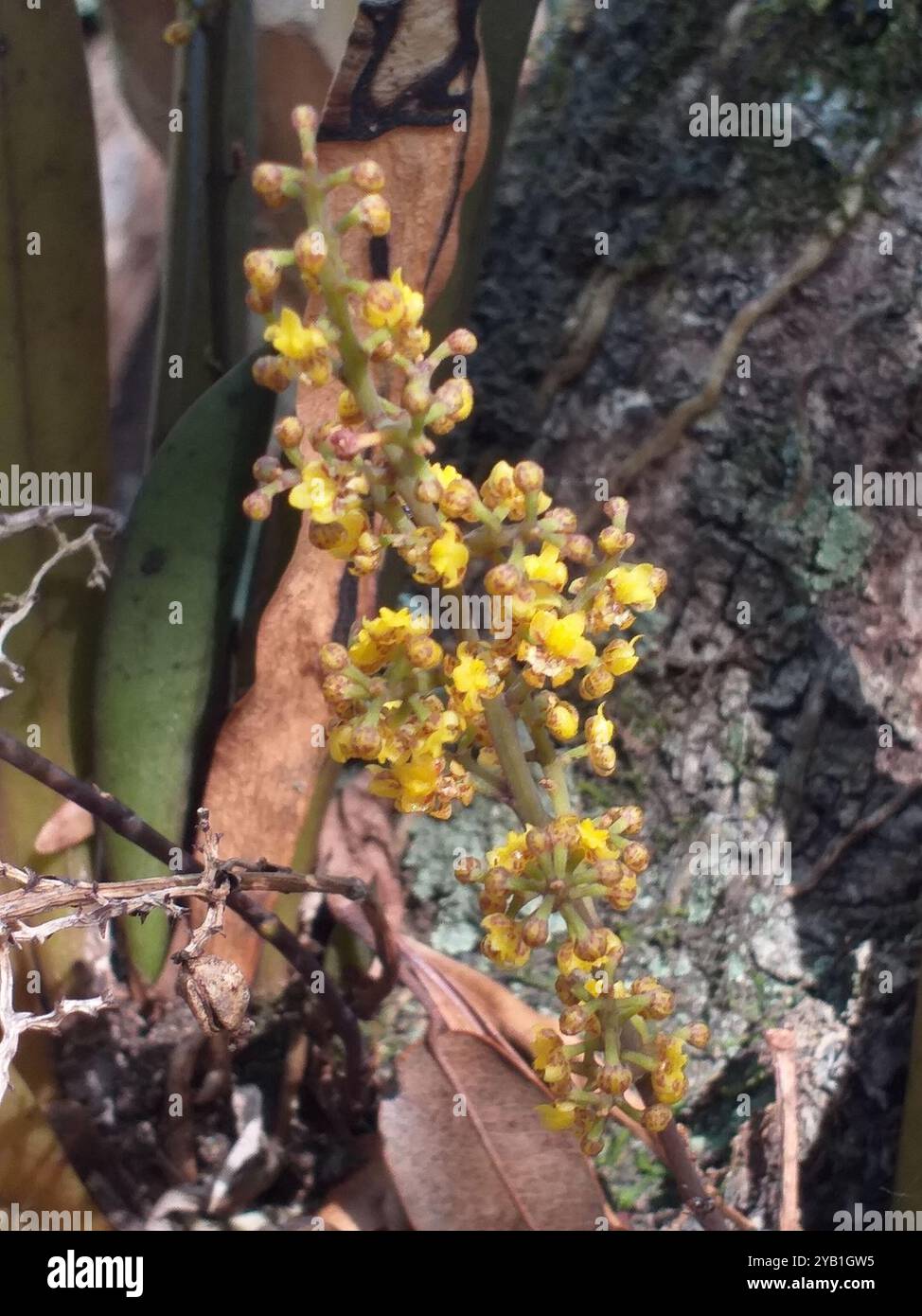 (Trichocentrum pumilum) Plantae Stockfoto