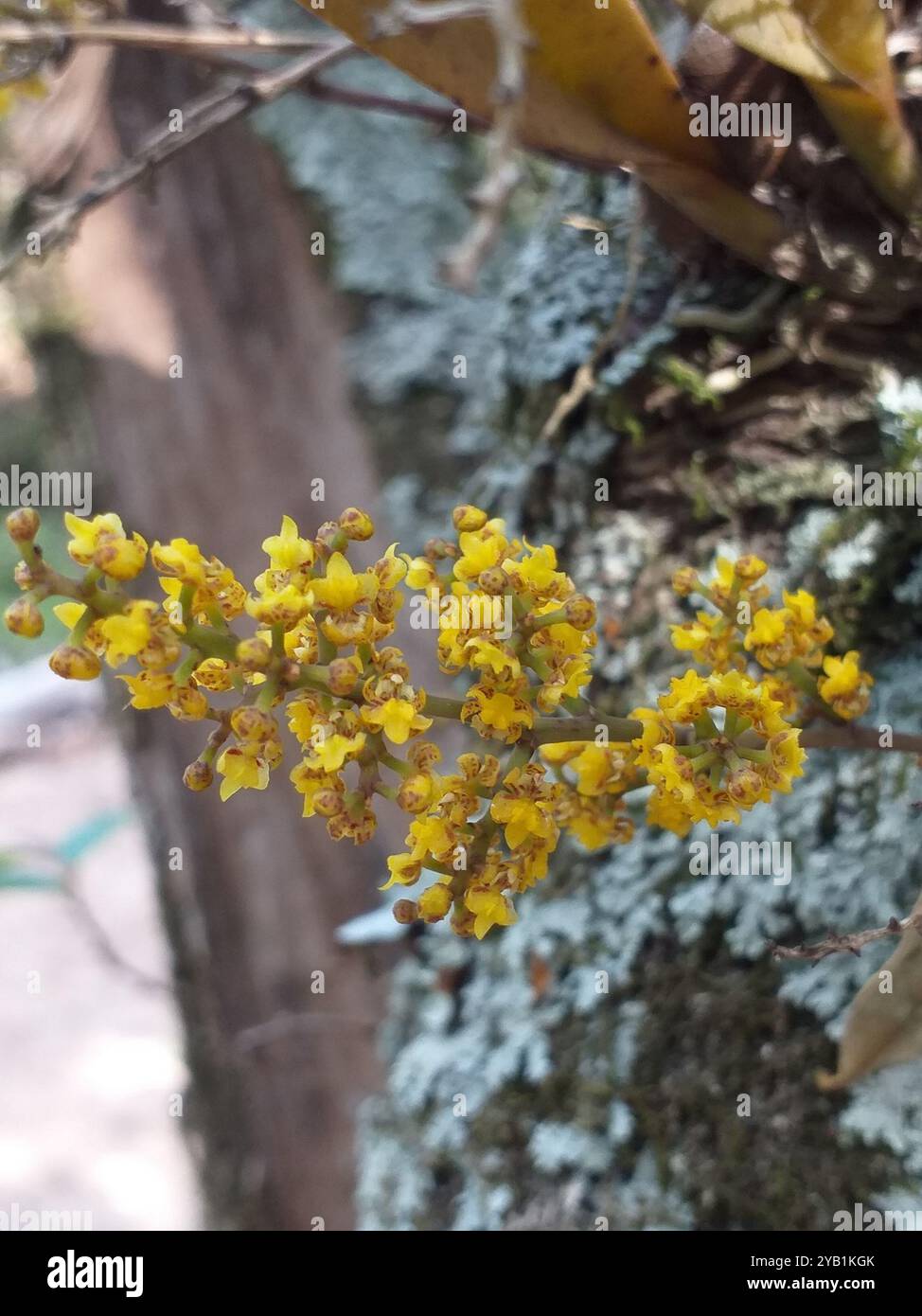 (Trichocentrum pumilum) Plantae Stockfoto
