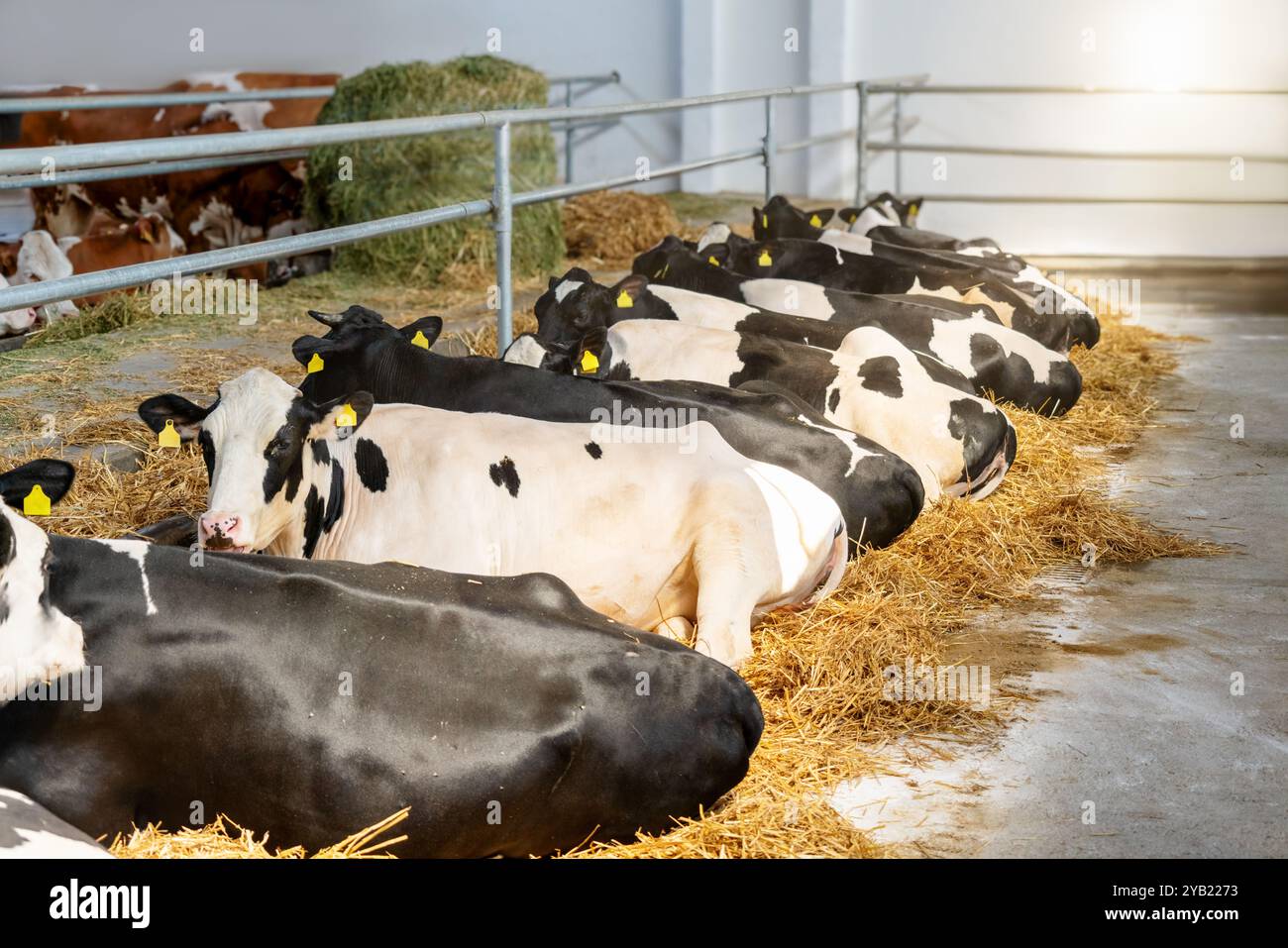 Der CO2-Fußabdruck der Tierhaltung. Verringerung der Methanemissionen in der Landwirtschaft. Kühe, die in Kuhstall auf Milchviehhaltung ruhen. Stockfoto