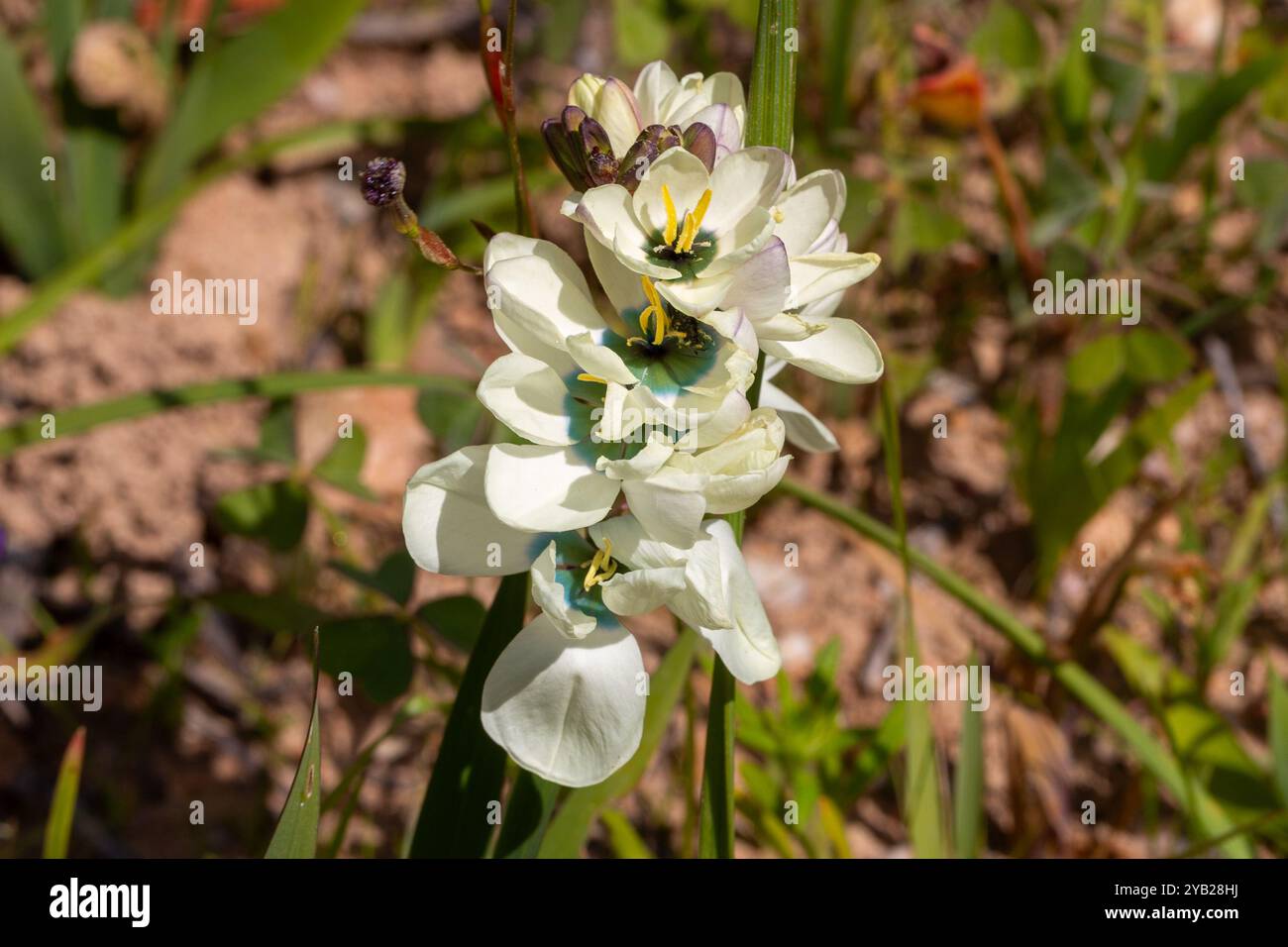 Weiß blühende Ixia sp. Gesehen in einem natürlichen Lebensraum in der Nähe von Piketberg im Westkap von Südafrika, Blick von Side Stockfoto