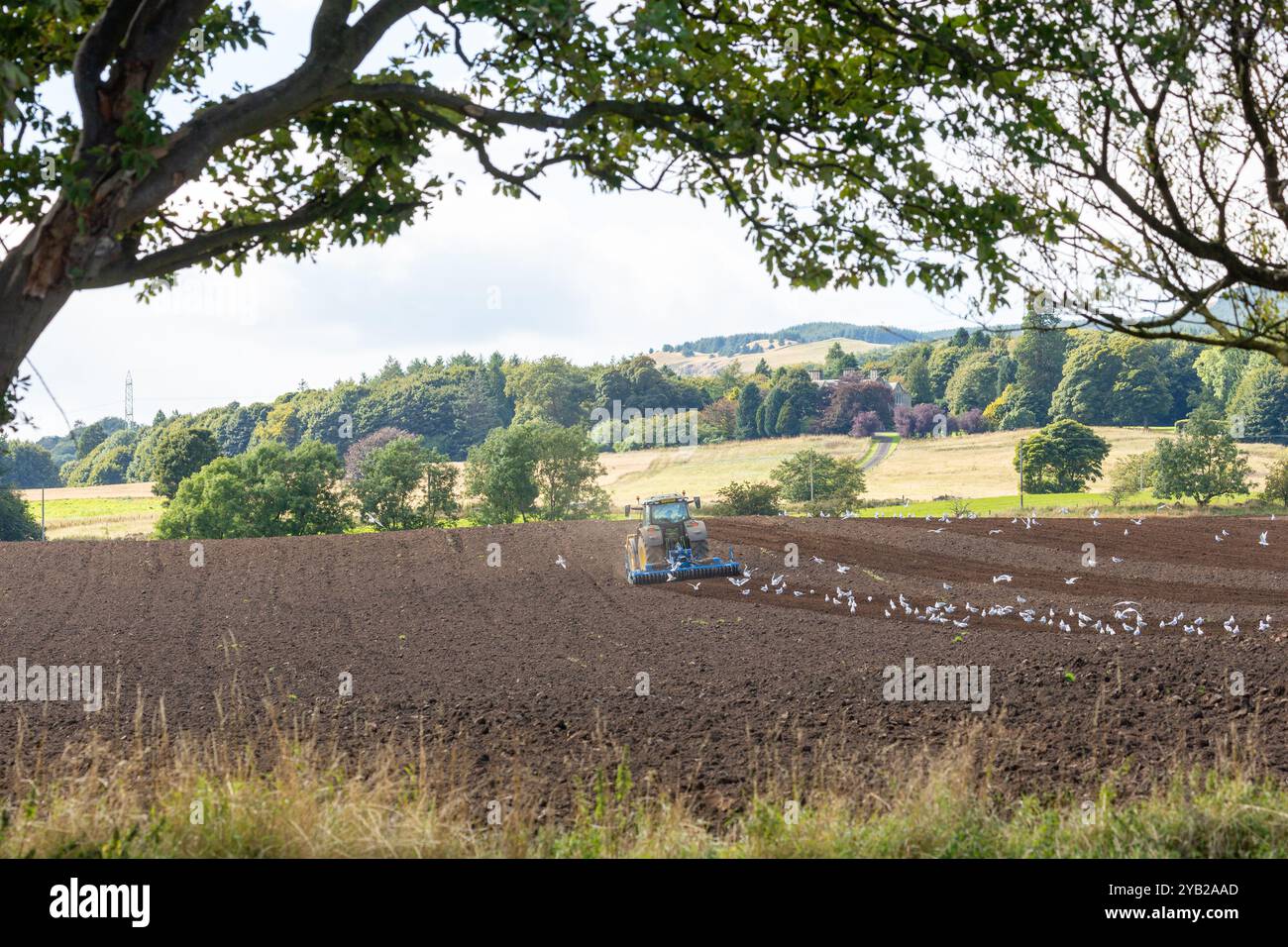 Ein Traktor, der ein Feld in der Nähe von Leslie pflügt, mit Möwen, die ihm folgen, Fife, Schottland Stockfoto