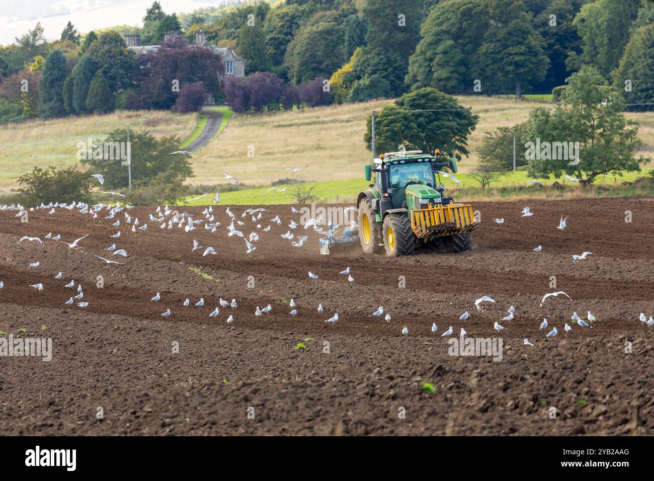 Ein Traktor, der ein Feld in der Nähe von Leslie pflügt, mit Möwen, die ihm folgen, Fife, Schottland Stockfoto