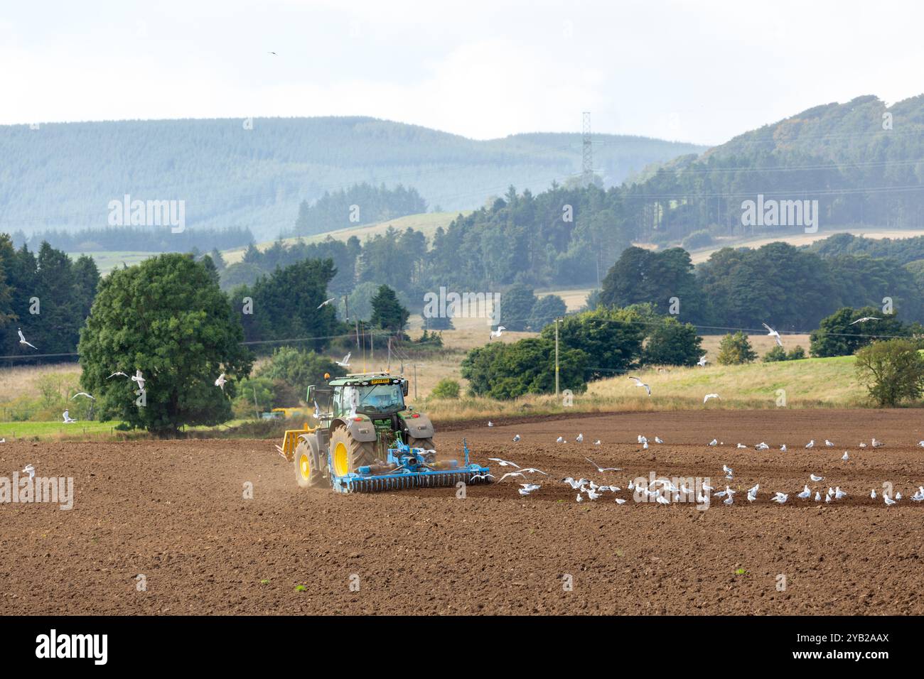 Ein Traktor, der ein Feld in der Nähe von Leslie pflügt, mit Möwen, die ihm folgen, Fife, Schottland Stockfoto