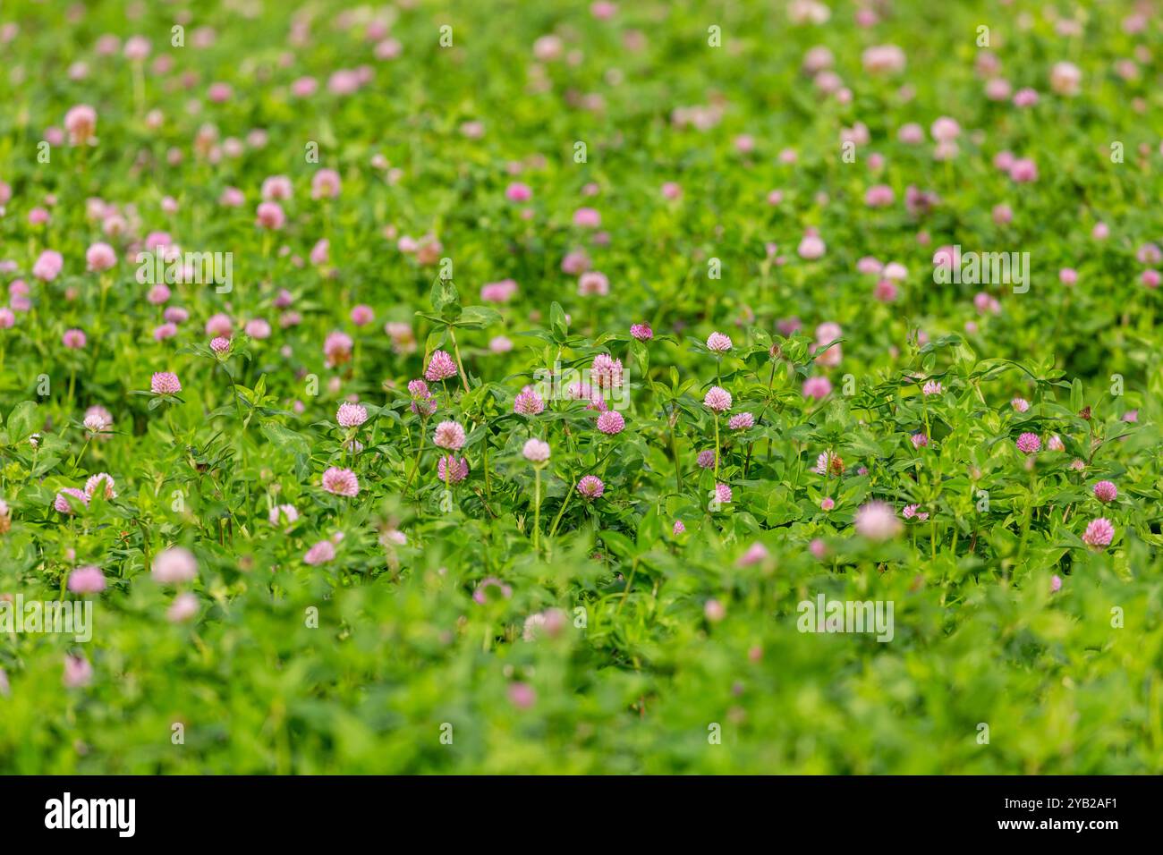 Rotklee (Trifolium Pratense) Stockfoto