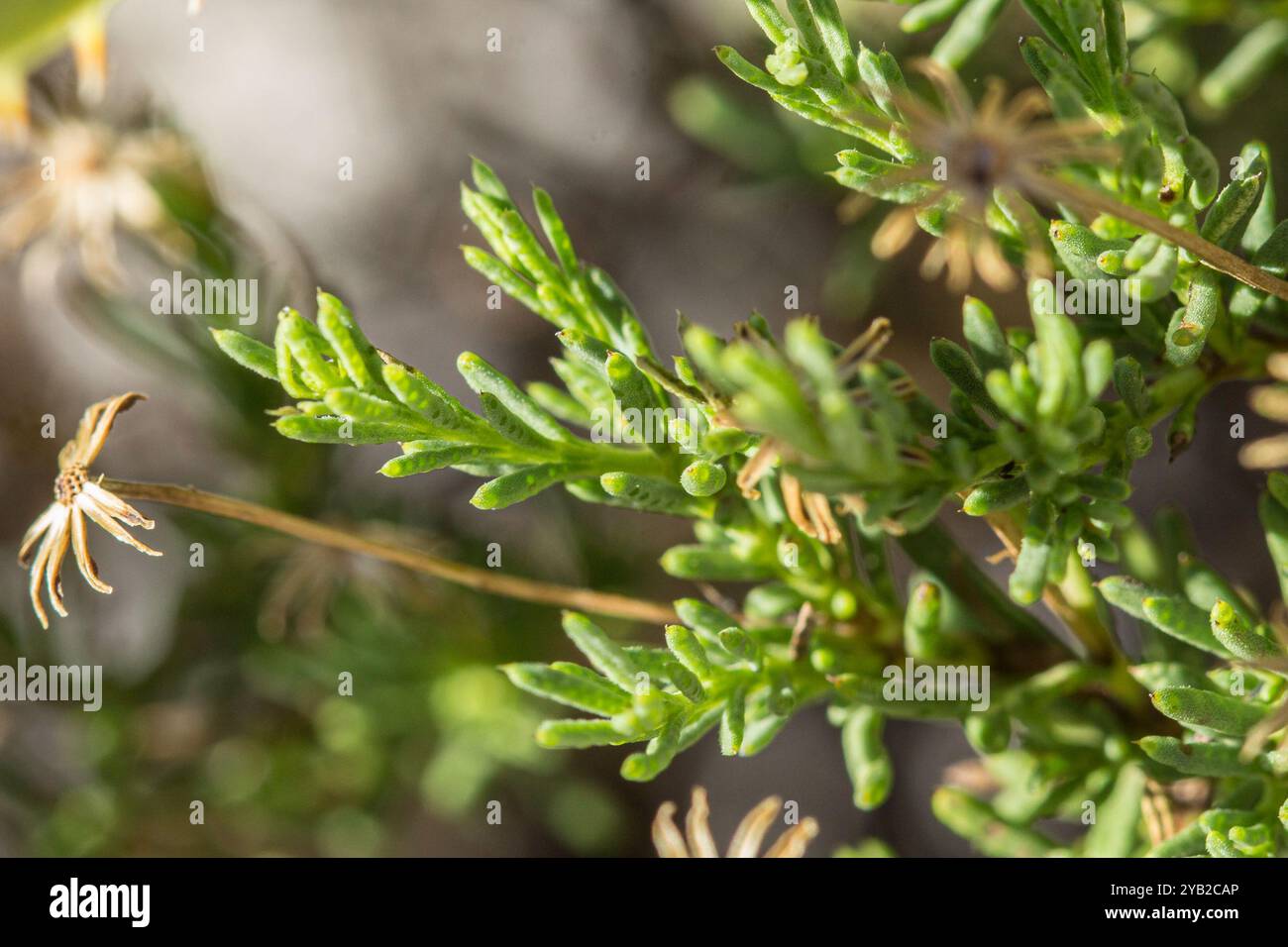 Damianita (Chrysactinia mexicana) Plantae Stockfoto