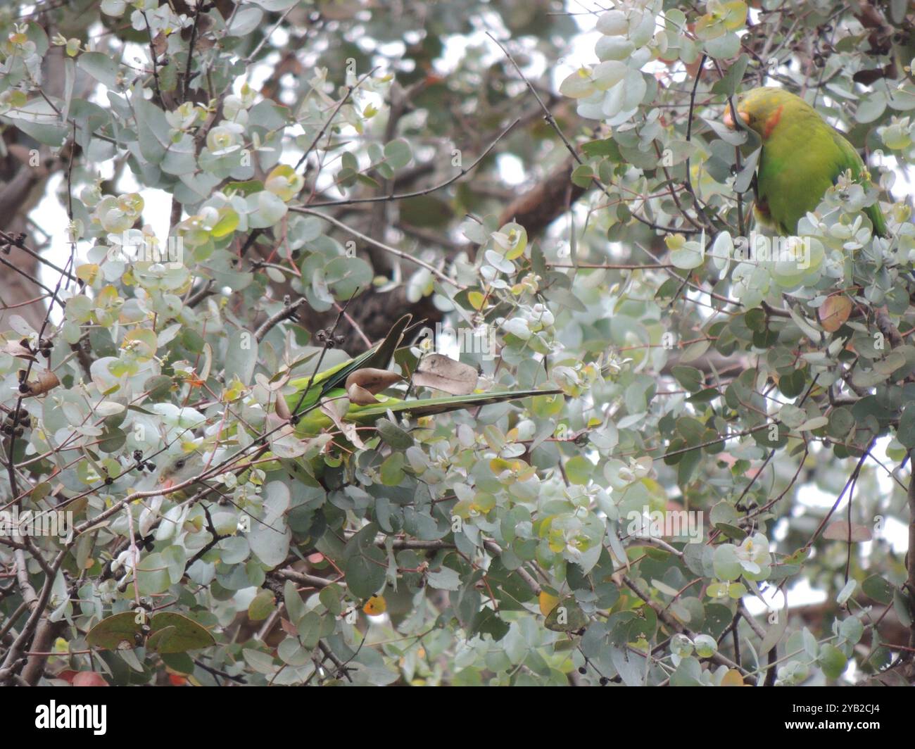 Super Papagei (Polytelis swainsonii) Aves Stockfoto