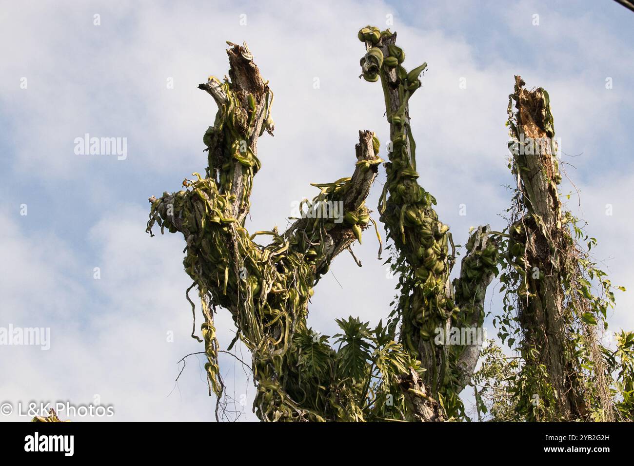 Kugelkakteen, Mondscheinkakteen, Fackelkakteen und Verbündete (Cactoideae) Plantae Stockfoto
