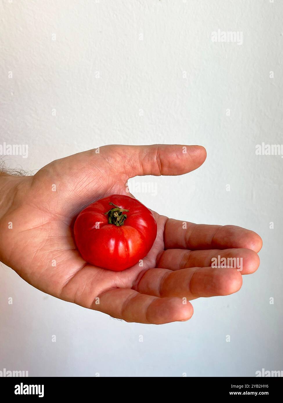 Die Hand hält ein wenig Tomate. - Smartphone-aufgenommenes Stockfoto