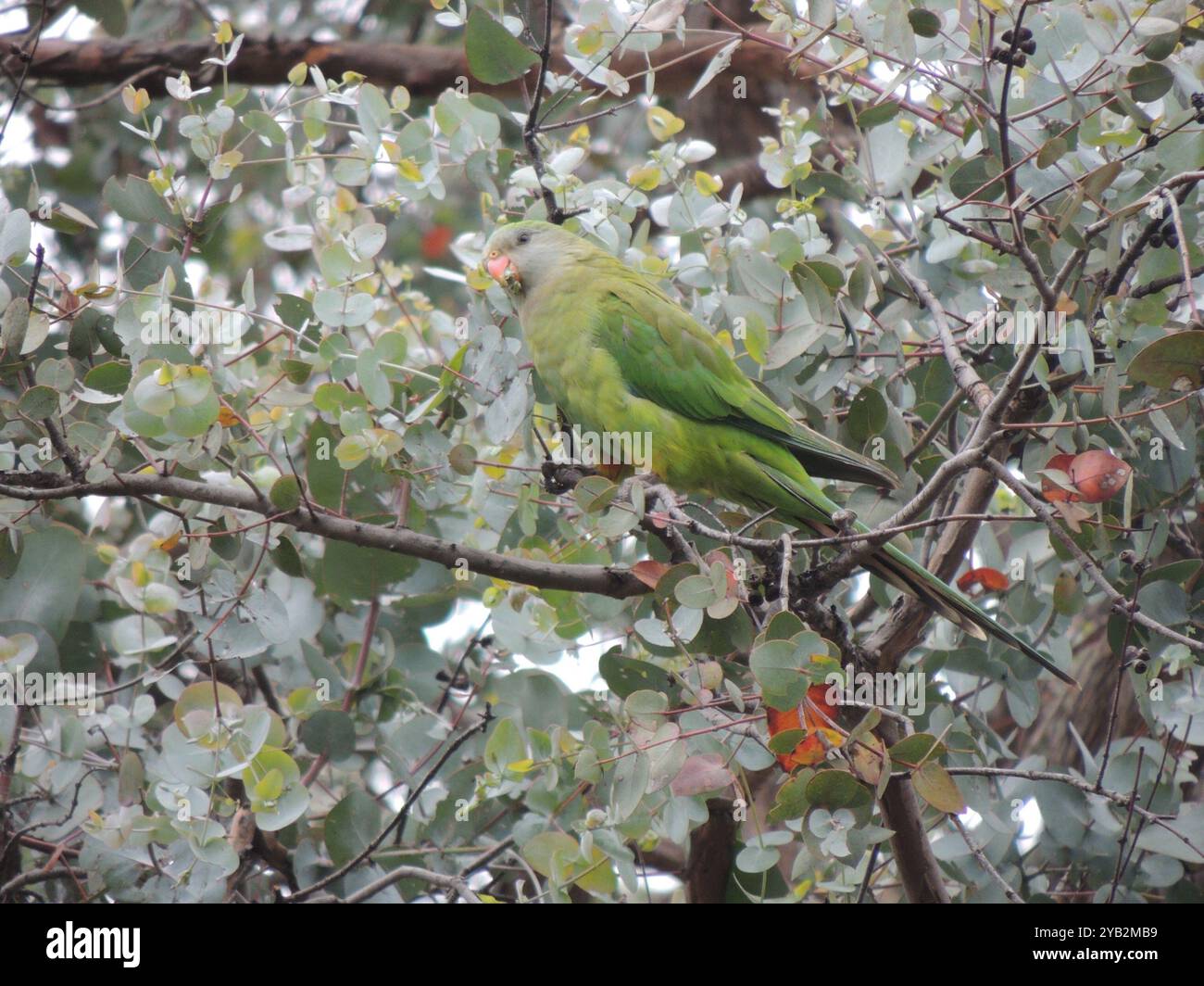 Super Papagei (Polytelis swainsonii) Aves Stockfoto