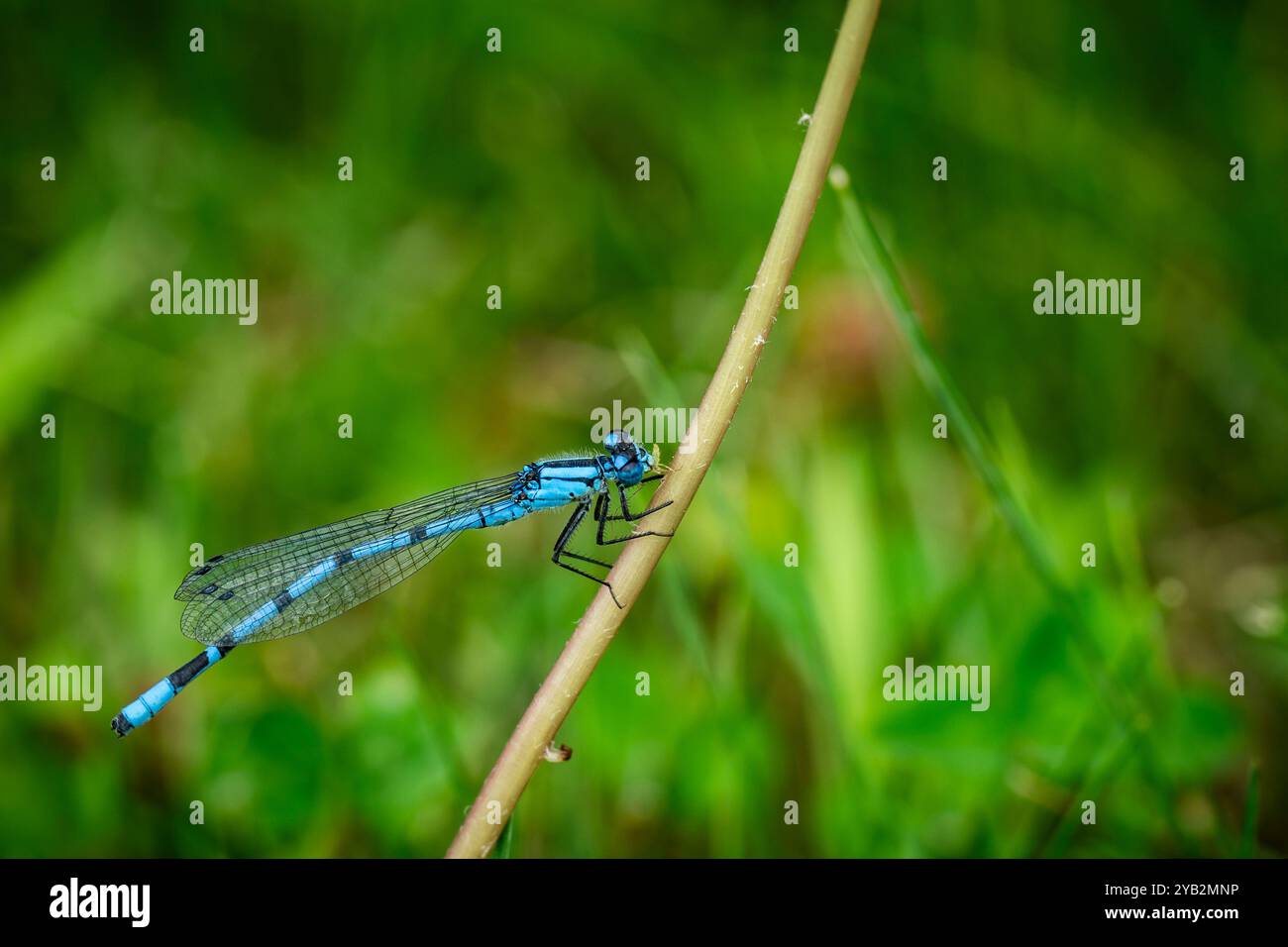 Eine blaue Damselfliege, die auf Teichvegetation thront. Stockfoto