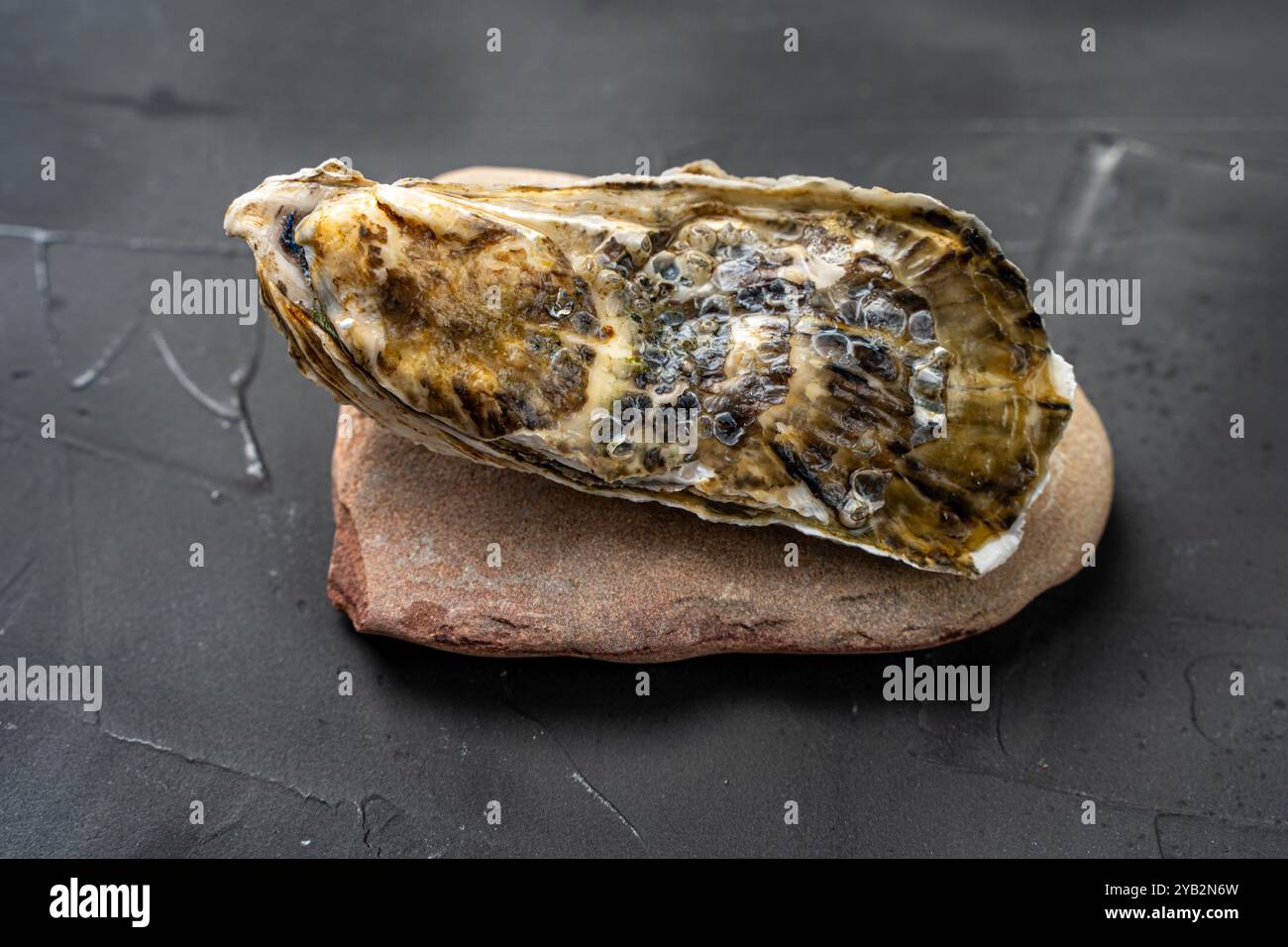 Oyster in Schale auf Stein auf grauem texturiertem Tisch oder Hintergrund. Hochwertige Fotos Stockfoto