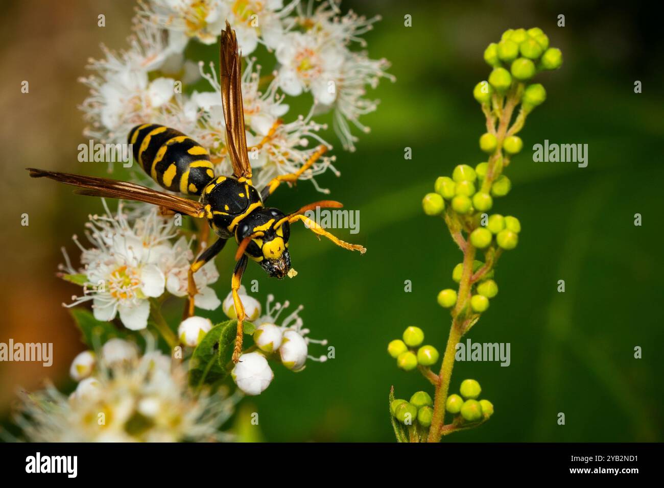 Nahaufnahme einer europäischen Papierwaspe, die in einem Garten im Hinterhof von Blume zu Blume pflügt. Stockfoto