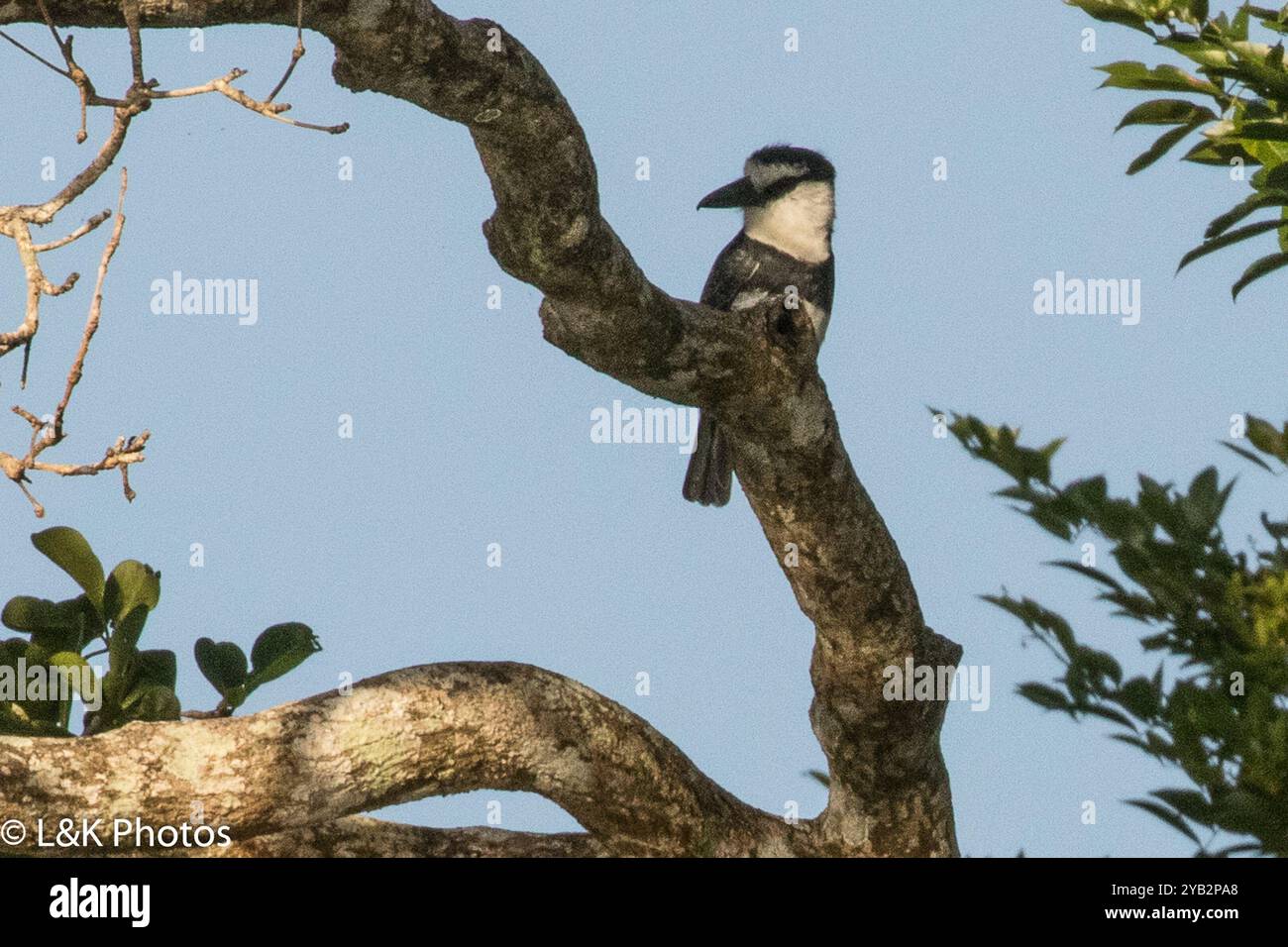 Weißhalspuffvogel (Notharchus hyperrhynchus) Aves Stockfoto