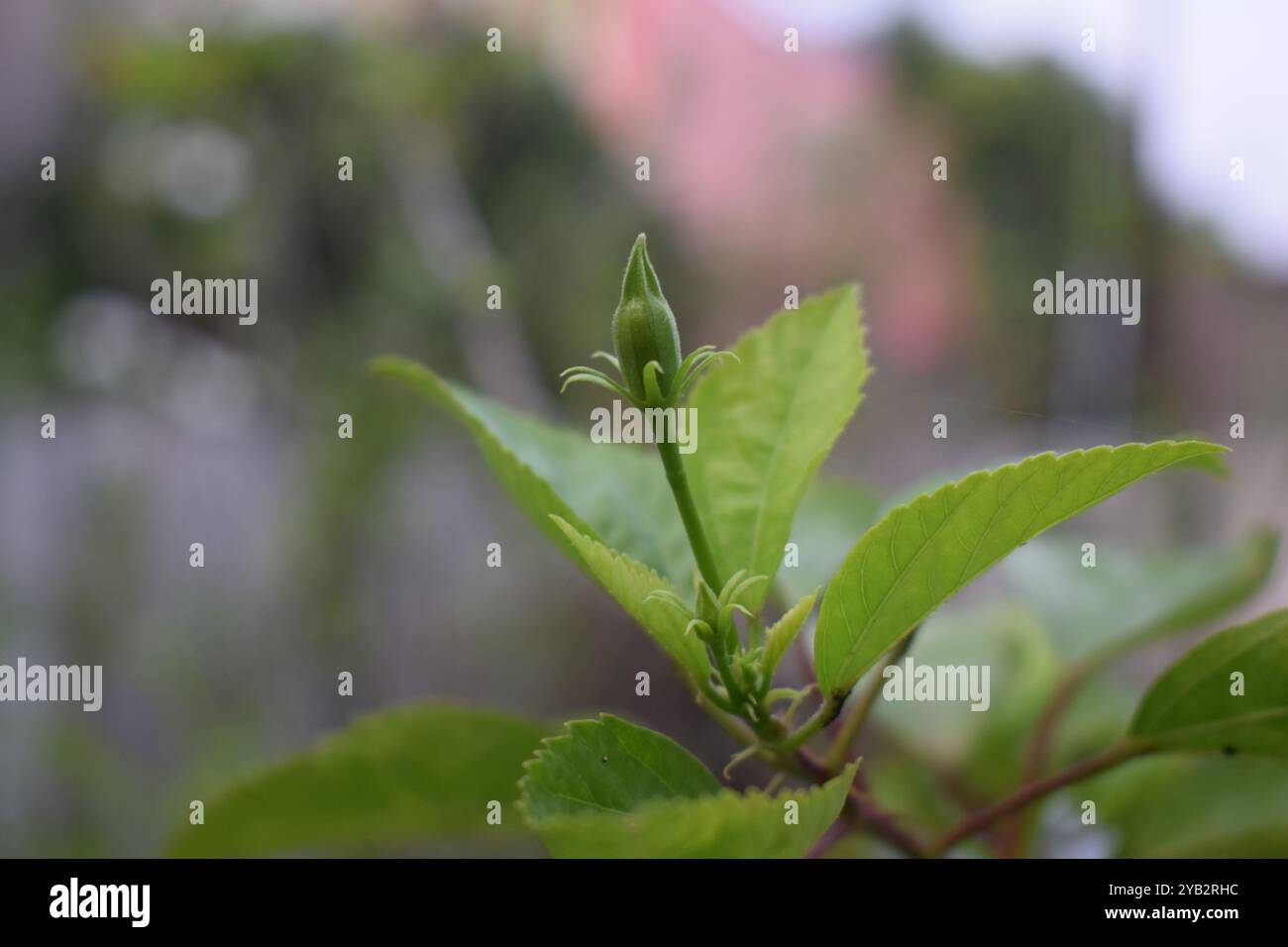 Blätter auf einem Ast Stockfoto