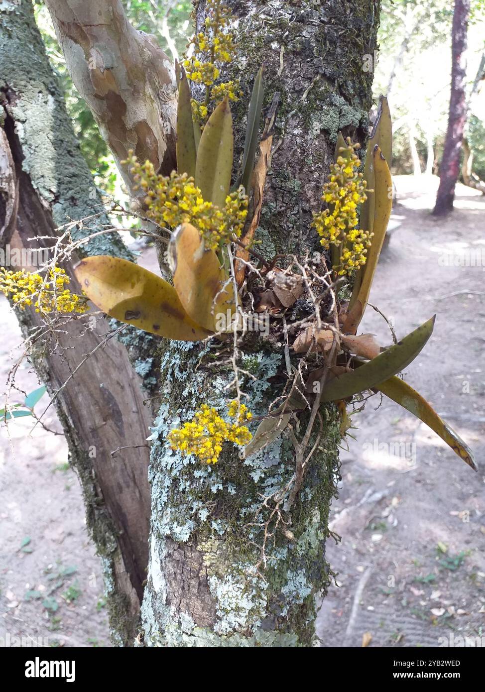 (Trichocentrum pumilum) Plantae Stockfoto