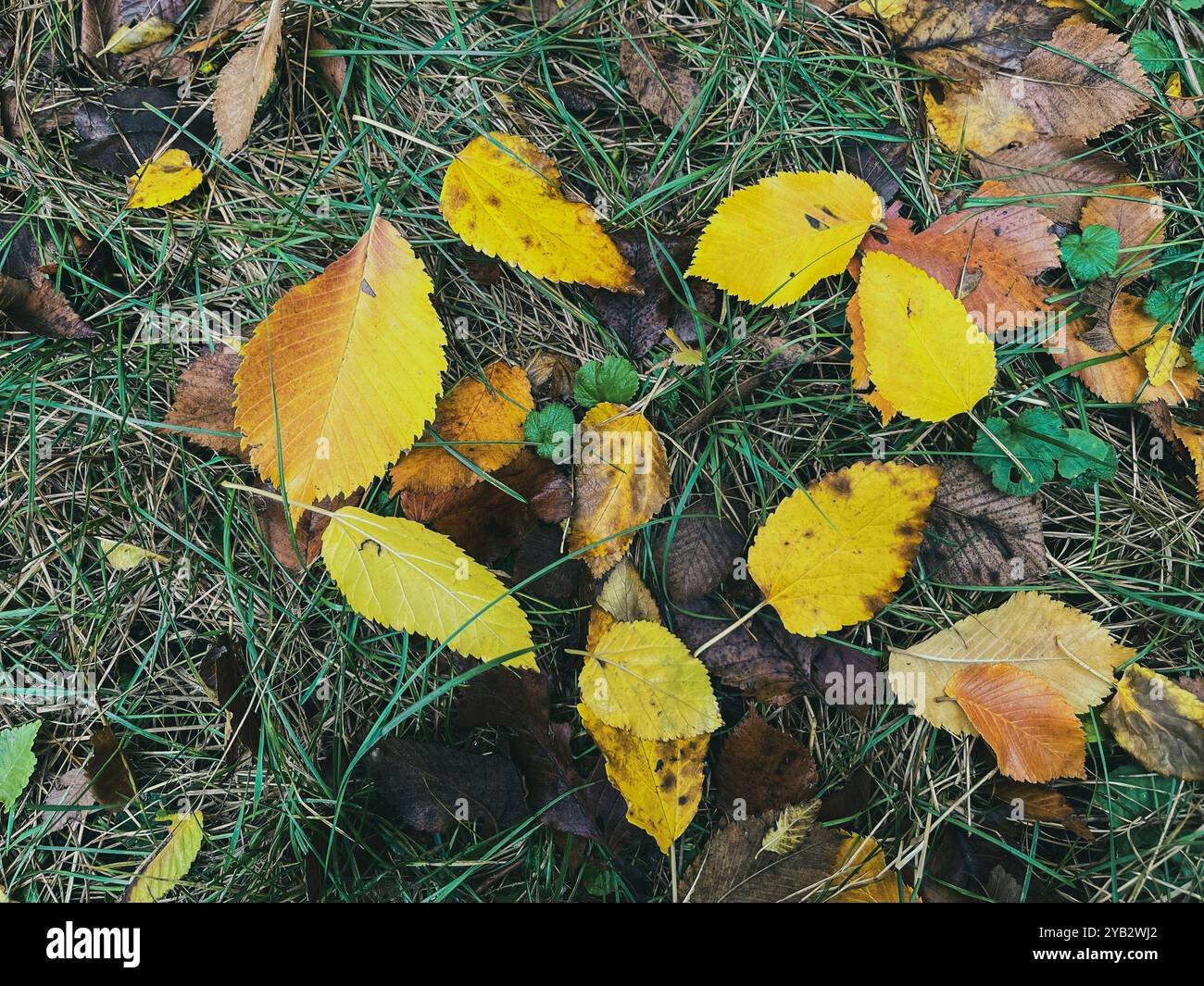 Im Herbst sehen Bäume besonders malerisch aus, wenn ihre Blätter helle, warme Farben annehmen. Das Laub wechselt von Grün zu Gold, Orange, Rot und Bär - Smartphone-aufgenommenes Stockfoto