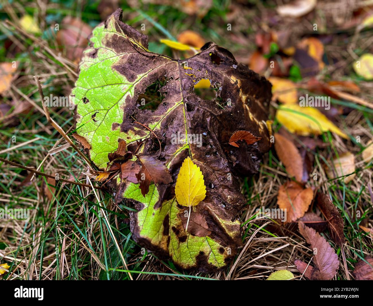 Im Herbst sehen Bäume besonders malerisch aus, wenn ihre Blätter helle, warme Farben annehmen. Das Laub wechselt von Grün zu Gold, Orange, Rot und Bär - Smartphone-aufgenommenes Stockfoto
