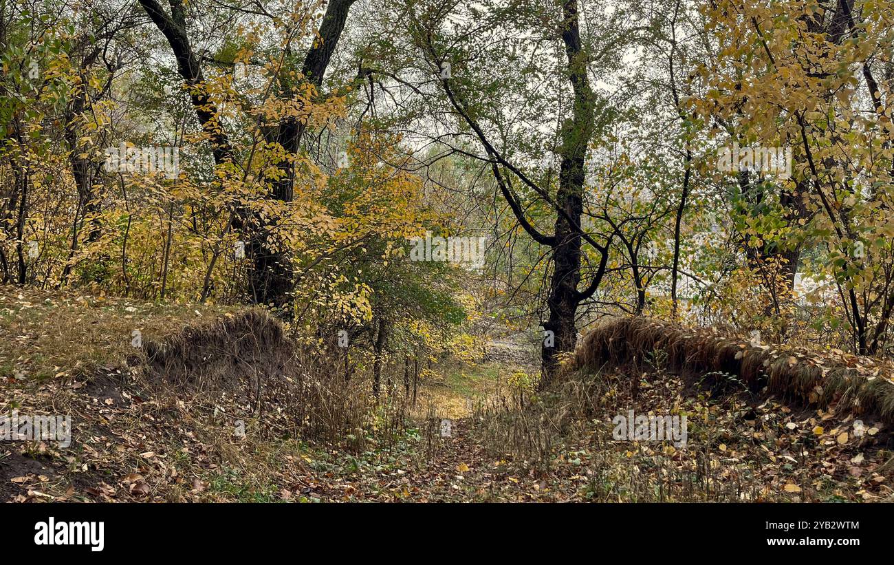 Im Herbst sehen Bäume besonders malerisch aus, wenn ihre Blätter helle, warme Farben annehmen. Das Laub wechselt von Grün zu Gold, Orange, Rot und Bär - Smartphone-aufgenommenes Stockfoto