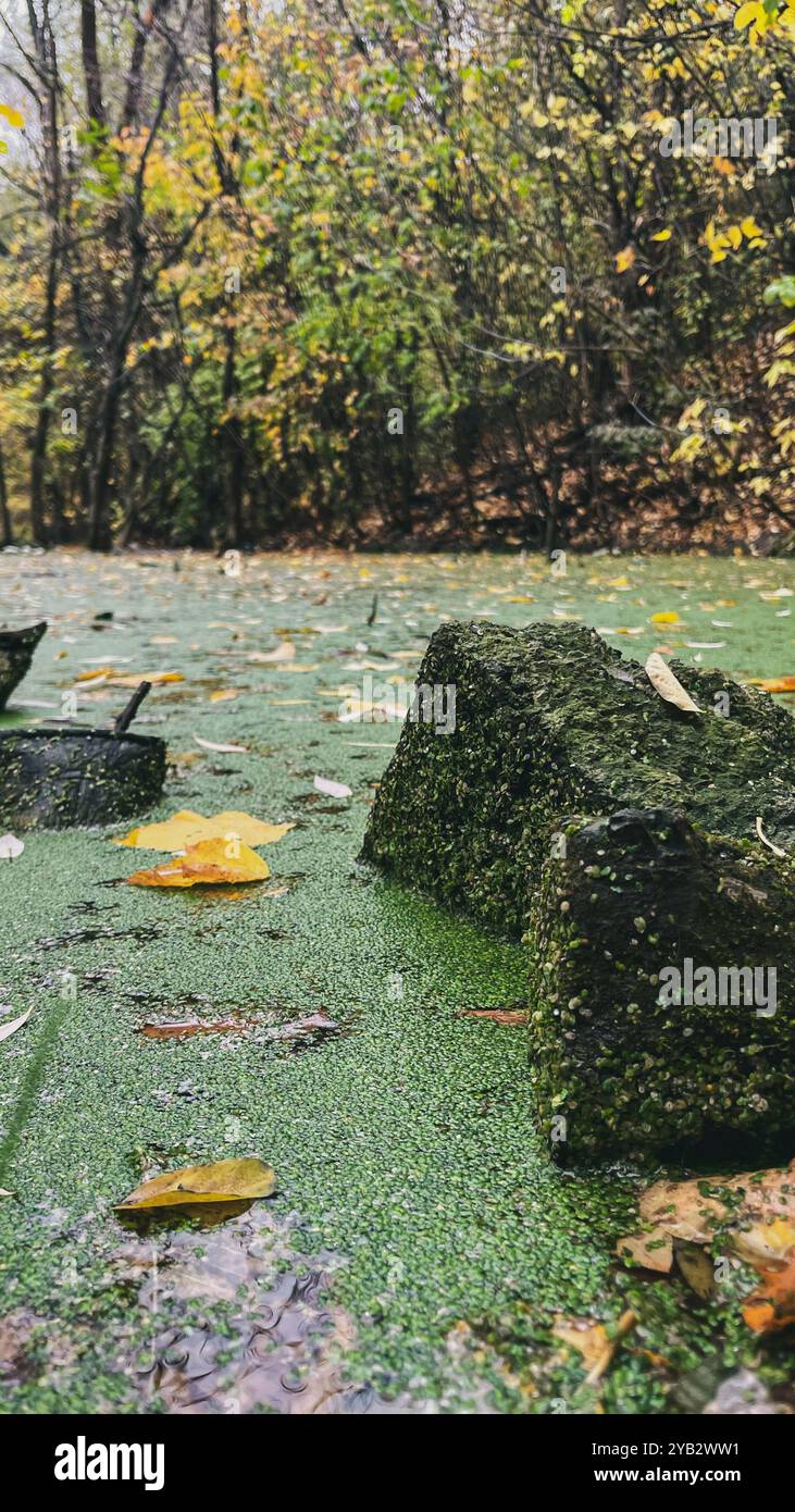 Ein Sumpf im Wald ist ein geheimnisvoller und feuchter Ort, an dem die Natur in Stille gefroren scheint - Smartphone-aufgenommenes Stockfoto