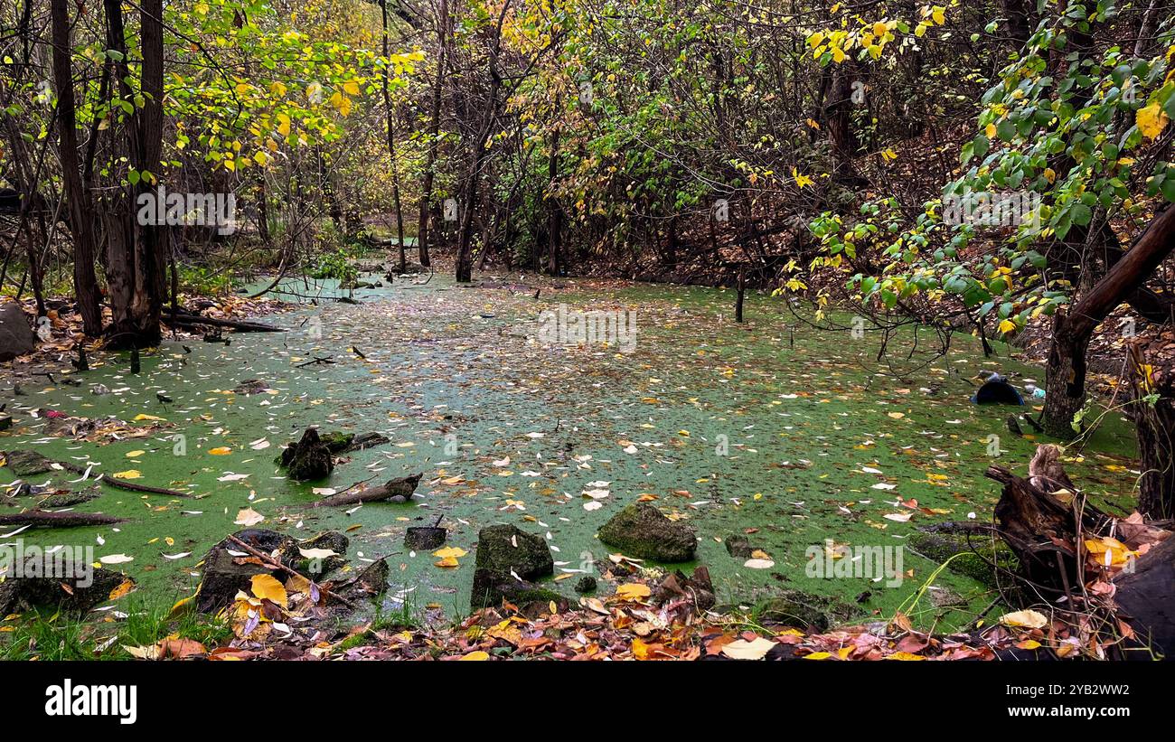 Ein Sumpf im Wald ist ein geheimnisvoller und feuchter Ort, an dem die Natur in Stille gefroren scheint - Smartphone-aufgenommenes Stockfoto