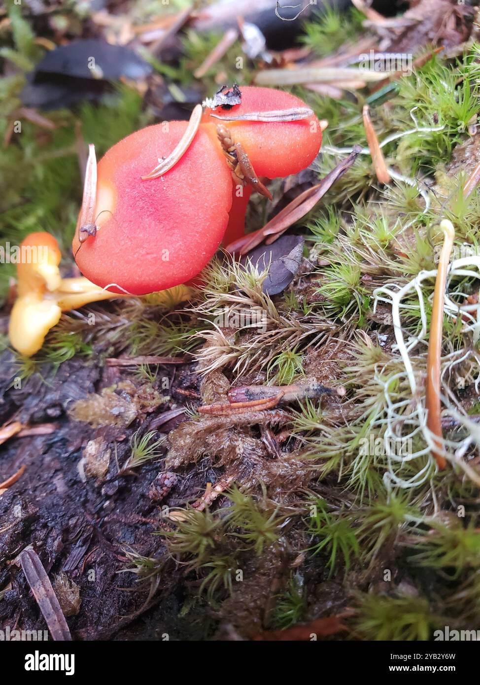 Vermilion-Waxcap-Pilze (Hygrocybe miniata) Stockfoto