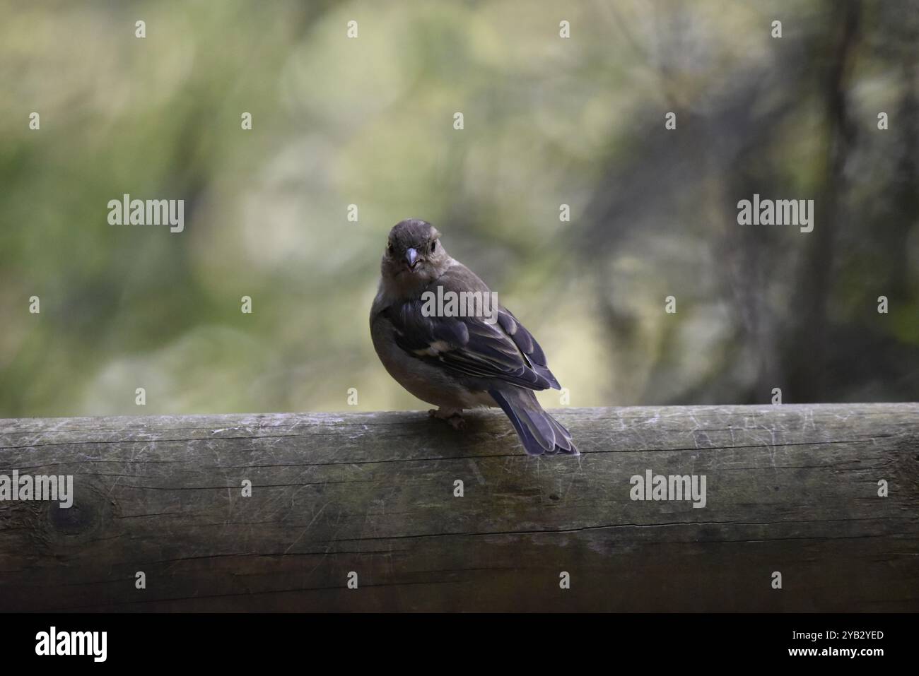 Bild einer weiblichen, gemeinen Chaffinch (Fringilla coelebs) in der Mitte des Vordergrundes von oben auf einem horizontalen Holzstamm, aufgenommen in UK Woodland Stockfoto