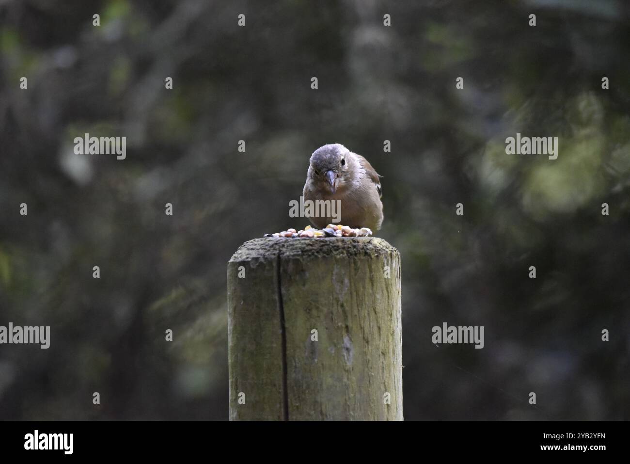 Weibliche Gemeine Chaffinch (Fringilla coelebs), die von oben auf einem Holzpfosten in die Kamera schauen, vor einem unscharfen Waldhintergrund, aufgenommen in Großbritannien Stockfoto