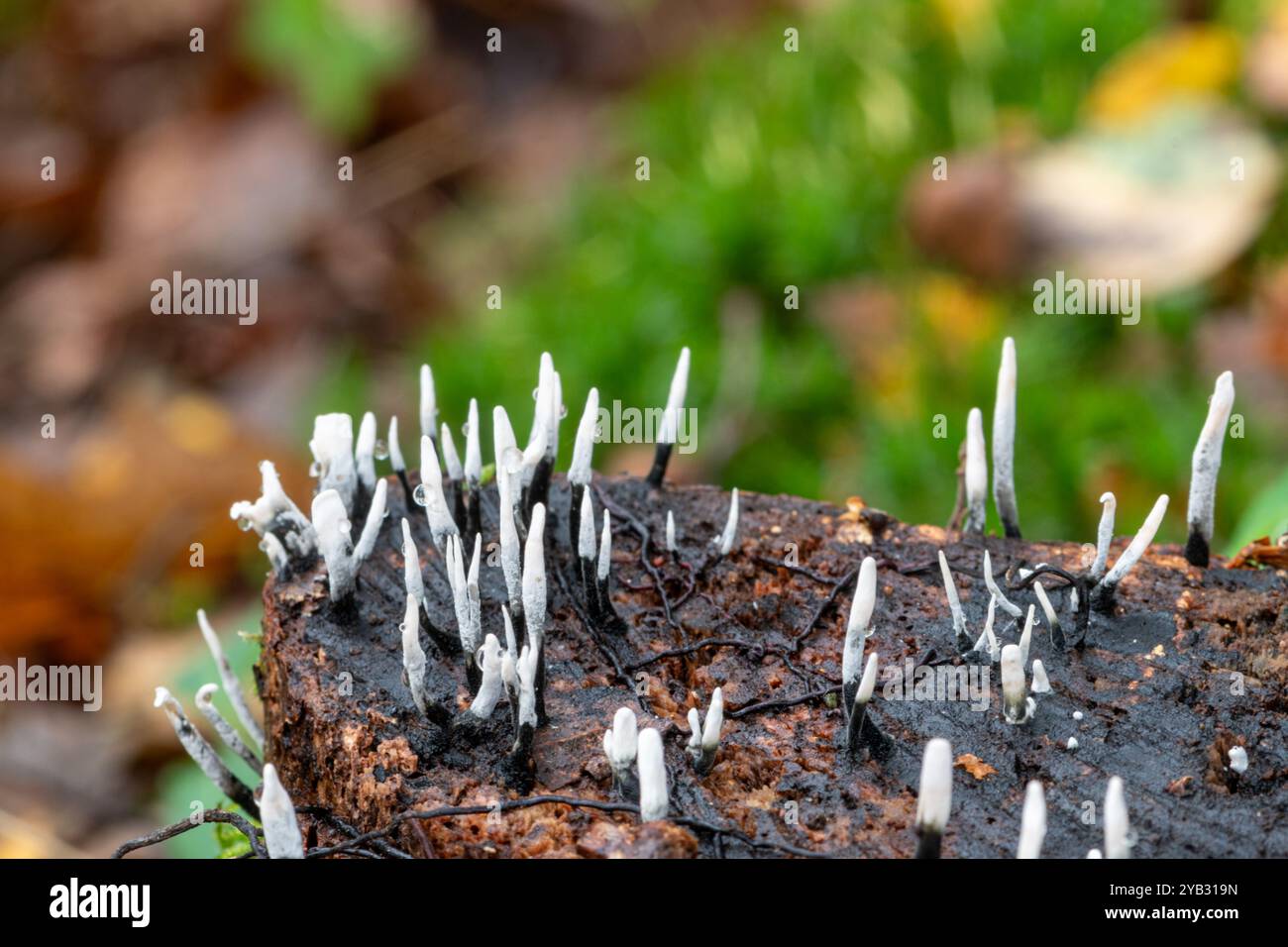 Candlesnuff-Pilze (Xylaria hypoxylon), die im Herbst auf einem Baumstumpf wachsen, England, Großbritannien Stockfoto