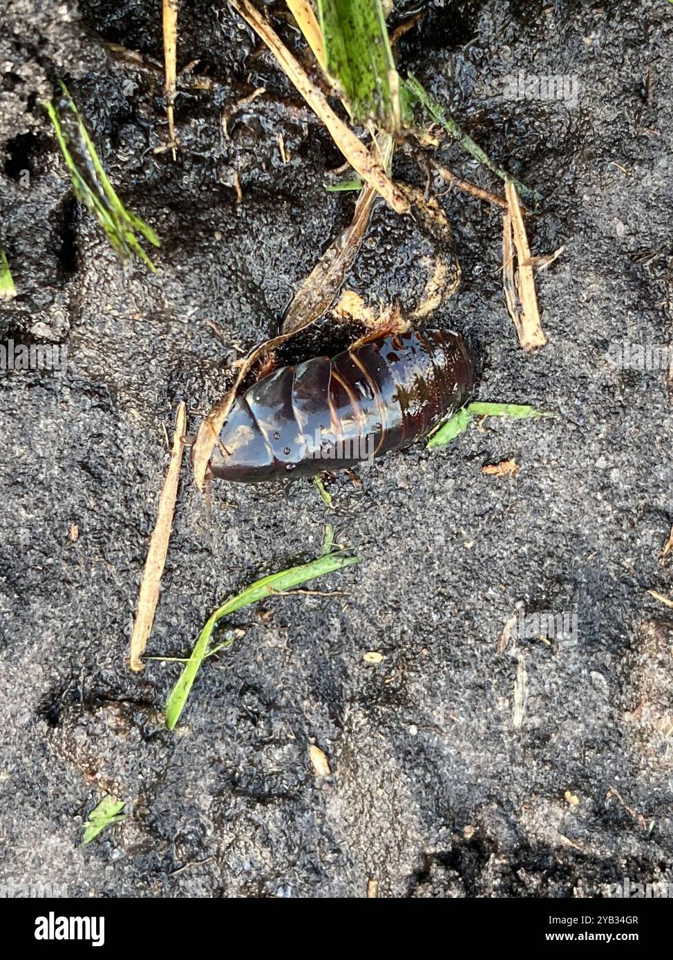 Surinam-Schabe (Pycnoscelus surinamensis) Insecta Stockfoto