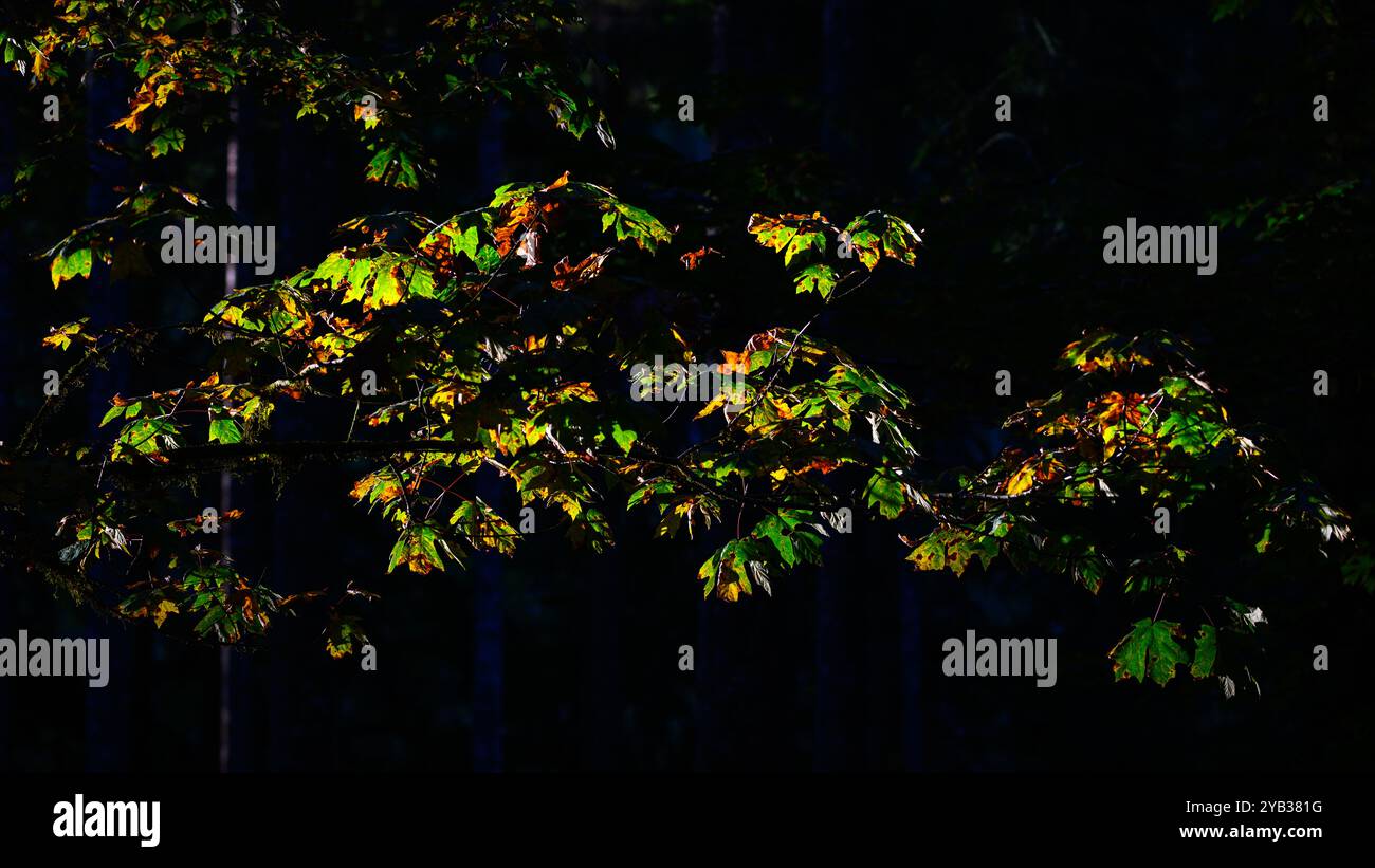 Ende des Sommers tief im Wald ändern Blätter ihre Farbe und sterben im Licht ab Stockfoto