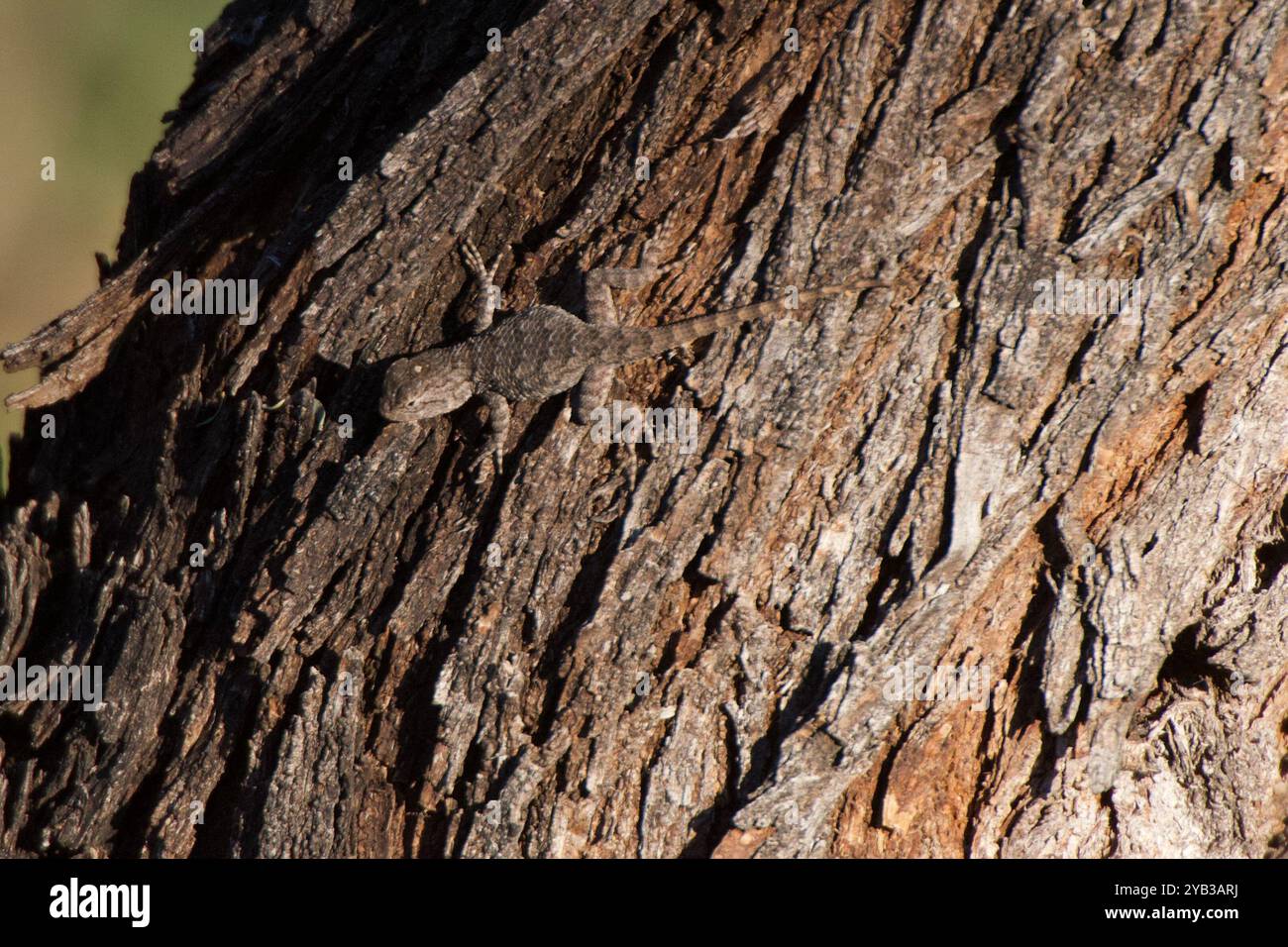 Clark's Stacheleidechse (Sceloporus clarkii) Reptilia Stockfoto