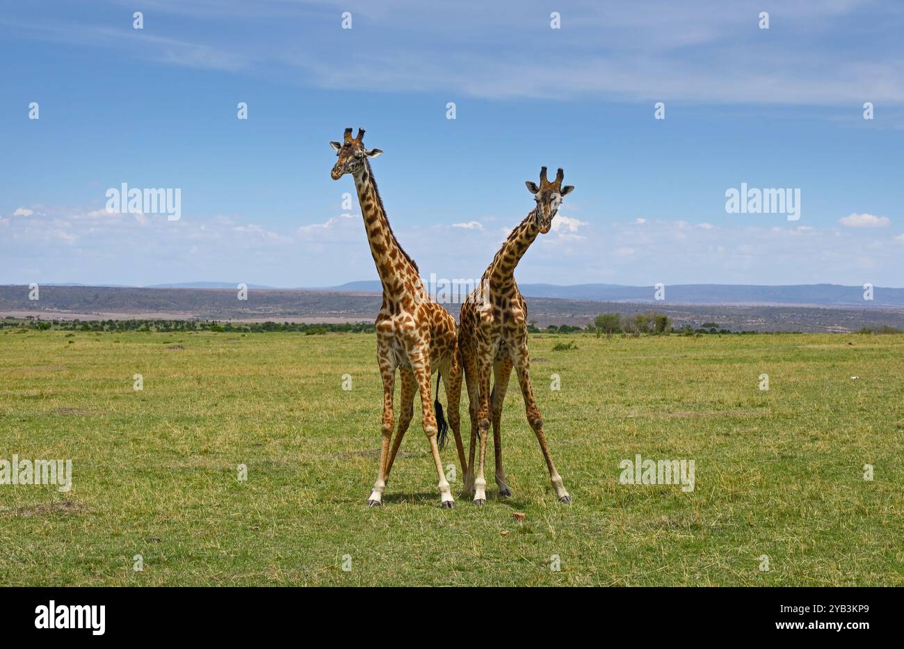 Zwei männliche Giraffen, die um die Dominanz über eine Herde von Weibchen kämpfen, um sich in der Paarungszeit mit ihnen zu paaren Stockfoto