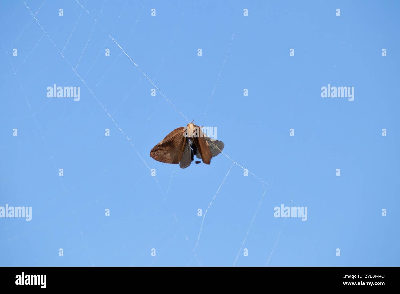 Falter gefangen in Spinnennetz auf blauem Himmel Hintergrund. Jagdmethode der Tiere. Trap. Tier. Tierwelt. Horizontales Foto. Keine Menschen, niemand. Stockfoto
