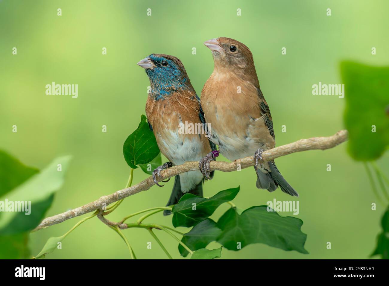 Lazuli-Flatting Passerina amoena Stockfoto