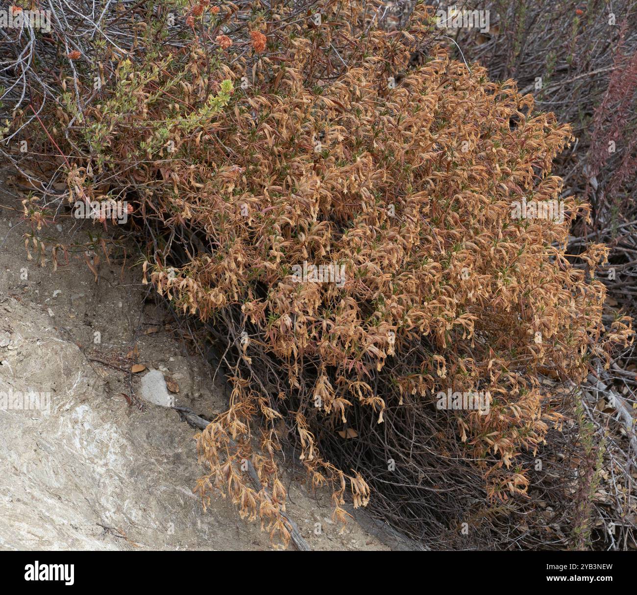 Südbuschaffenblume (Diplacus longiflorus) Plantae Stockfoto